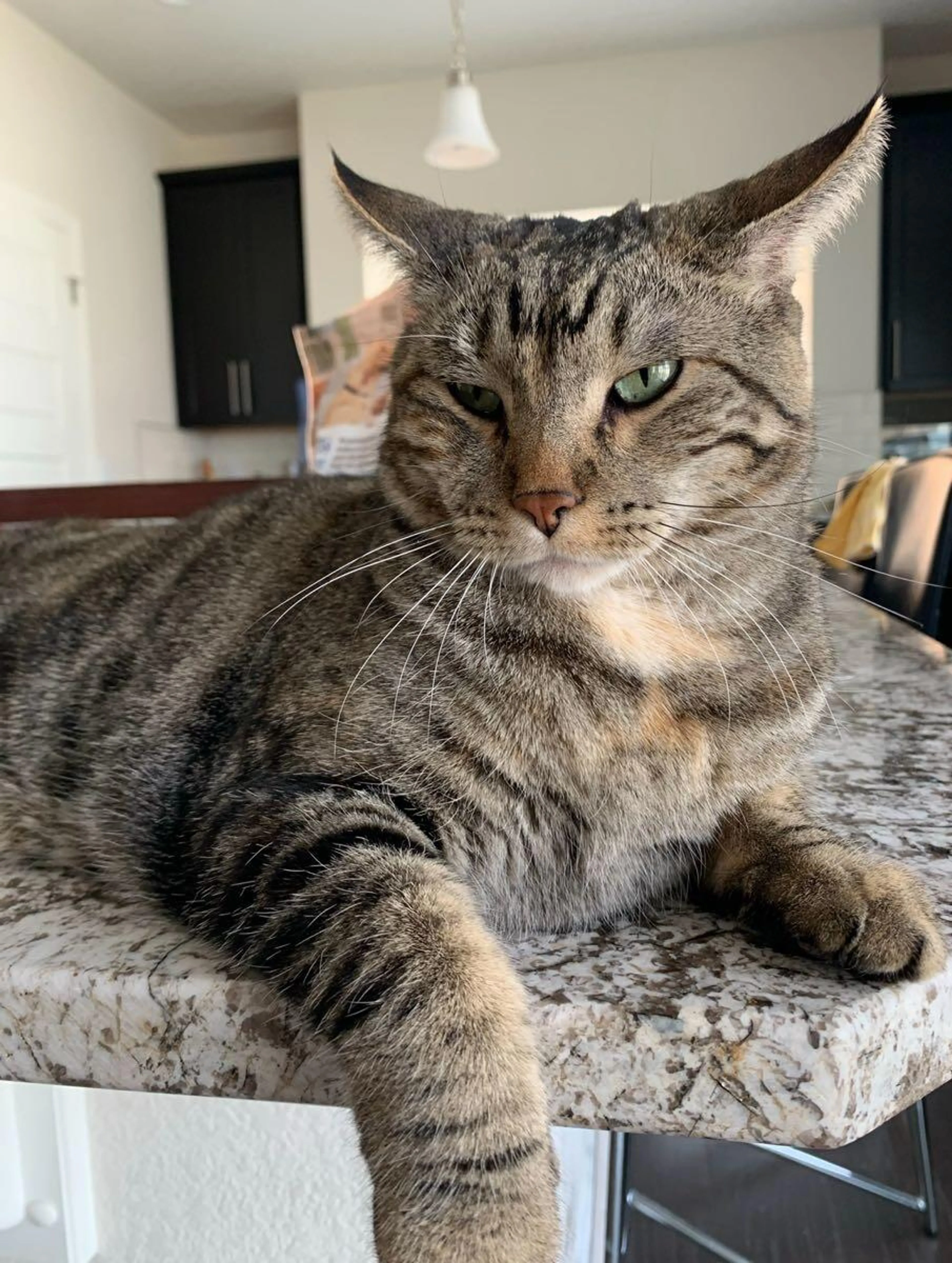 Lost pet