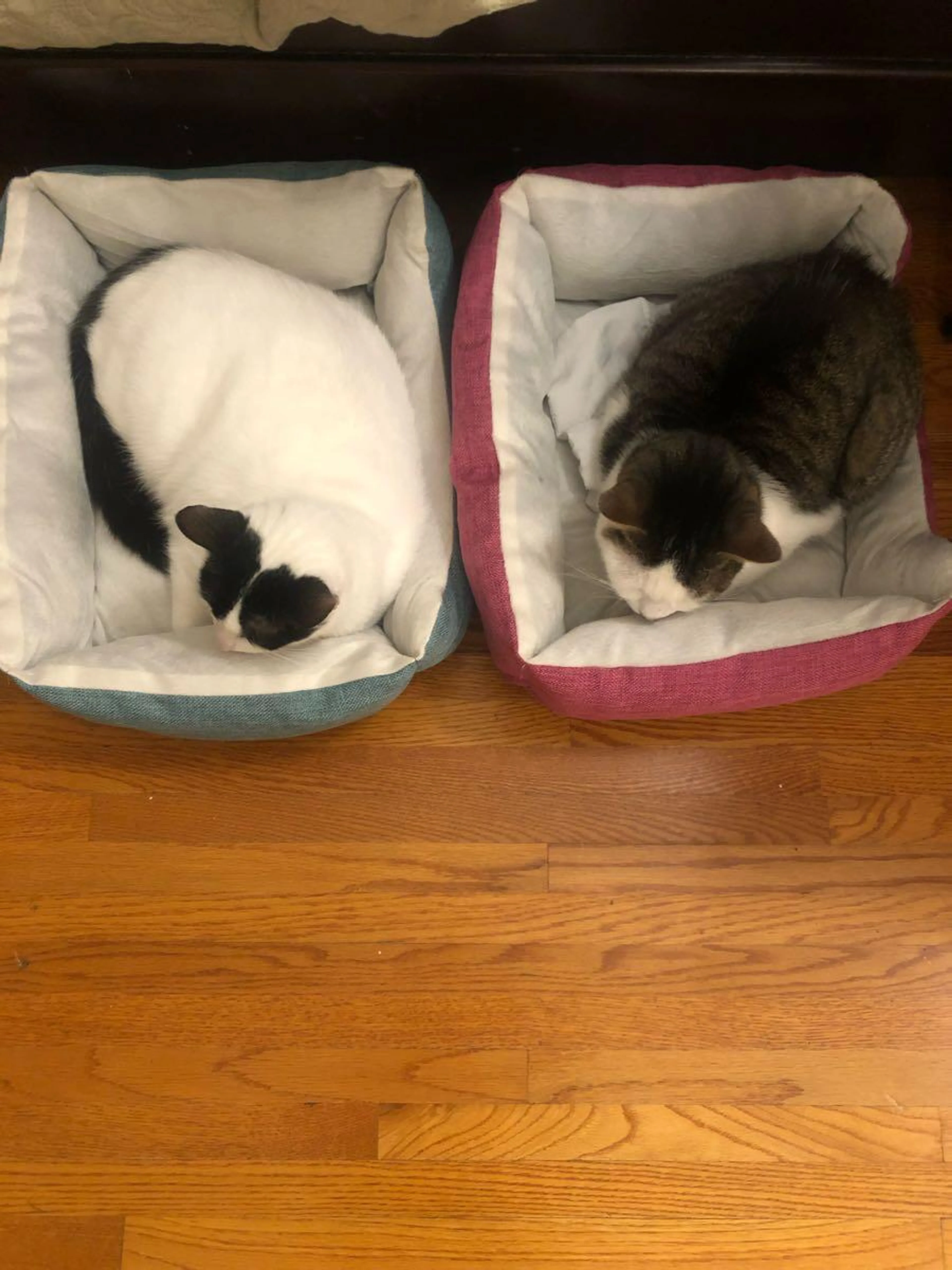 Lost pet