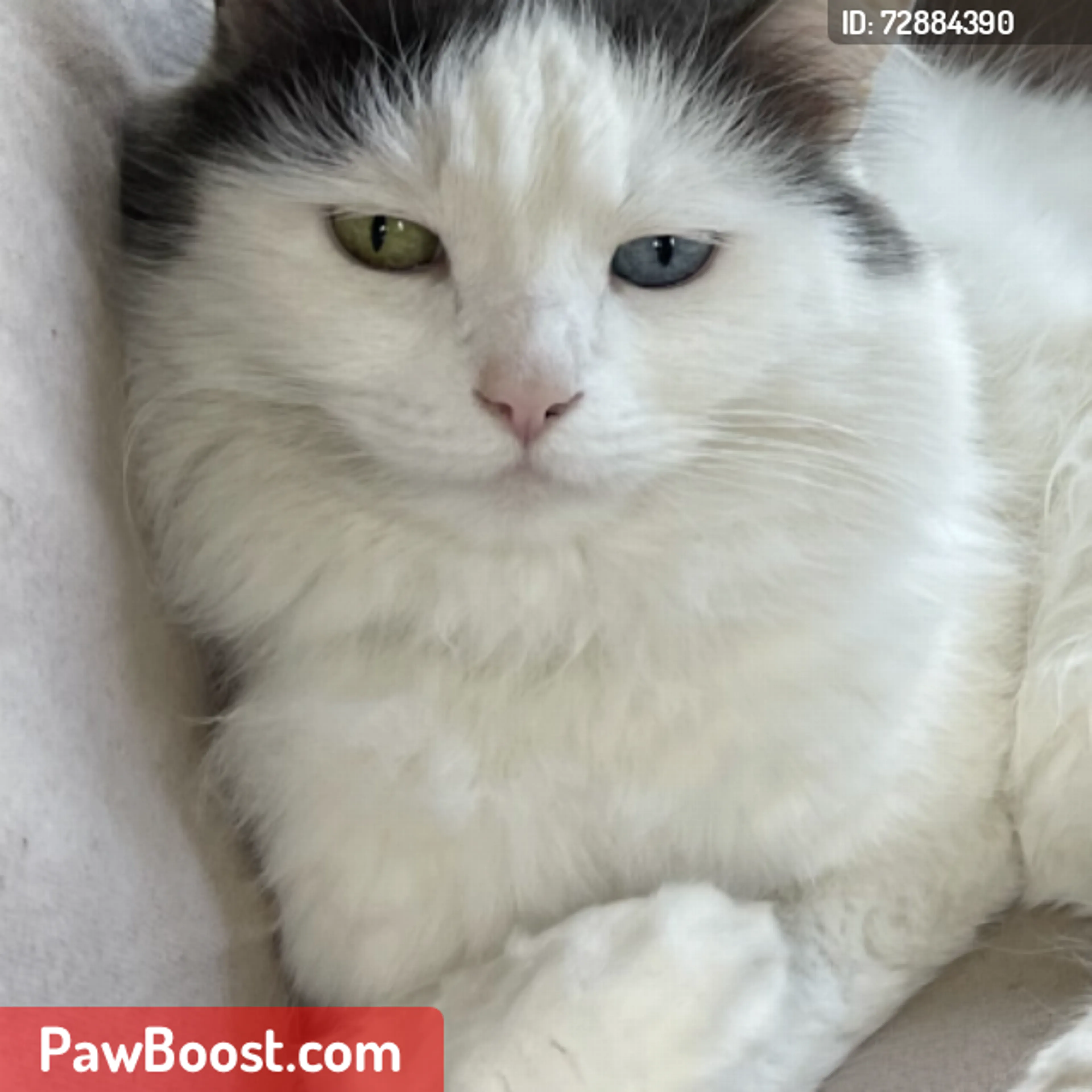 Lost pet