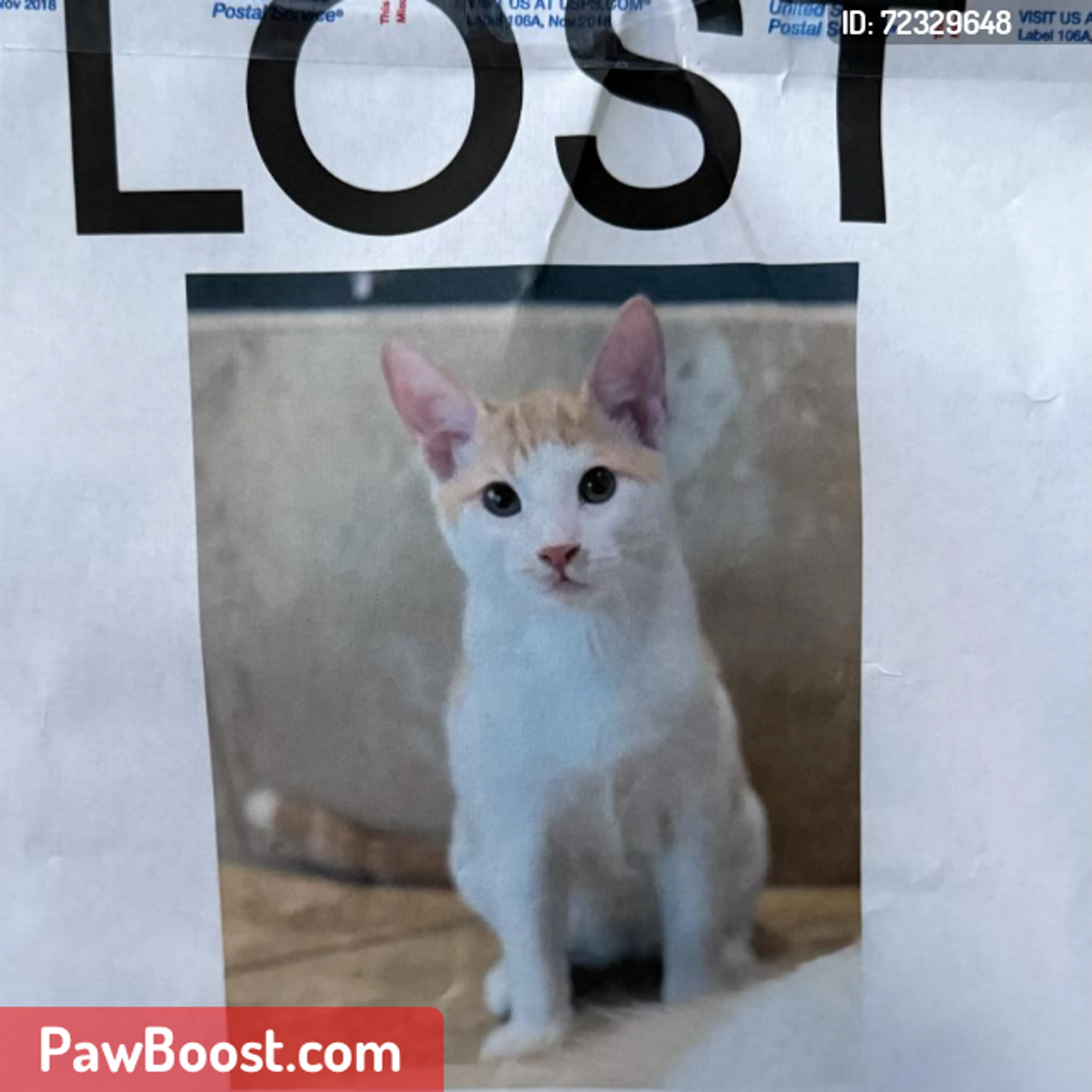 Lost pet