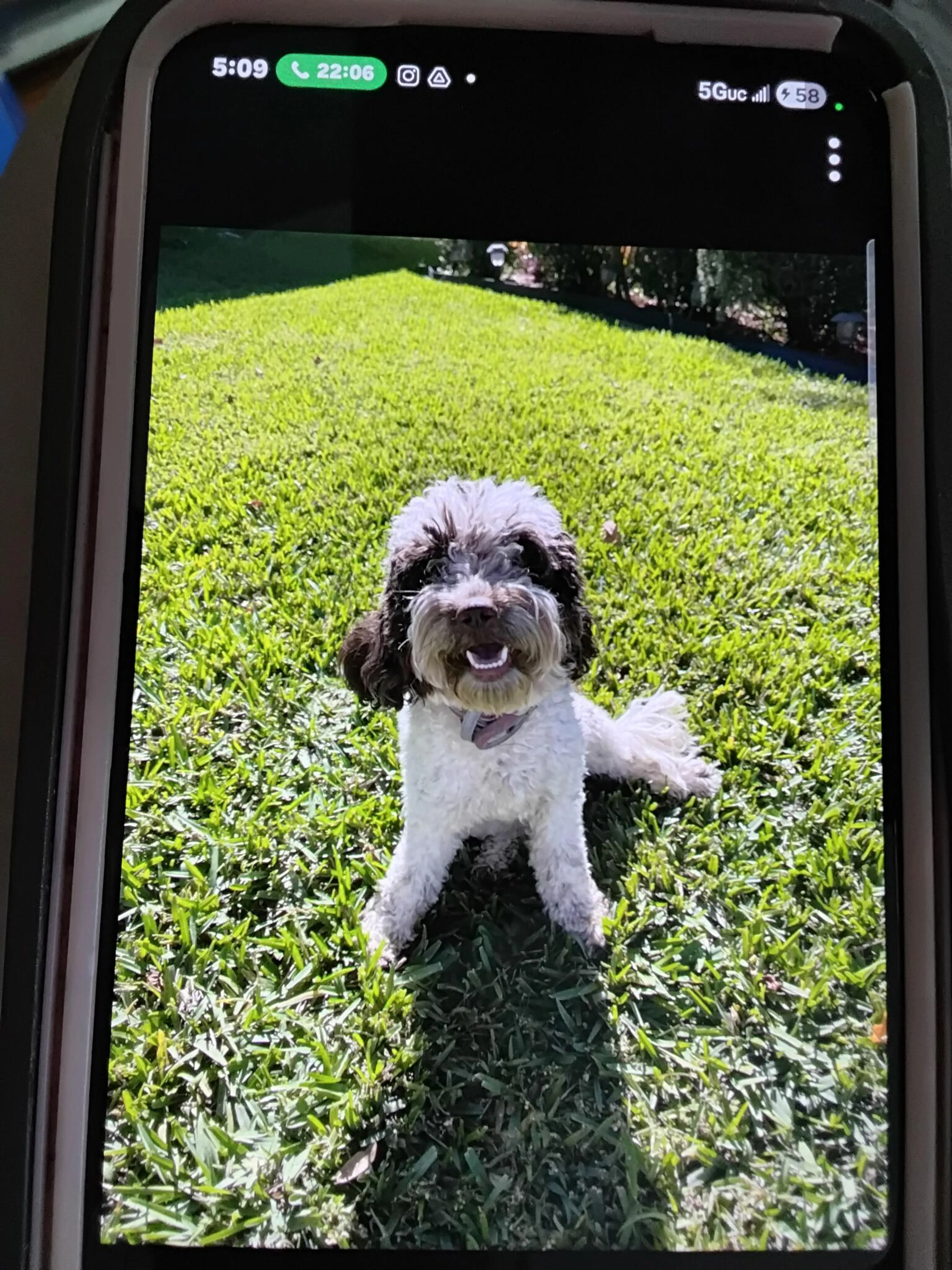 Lost pet