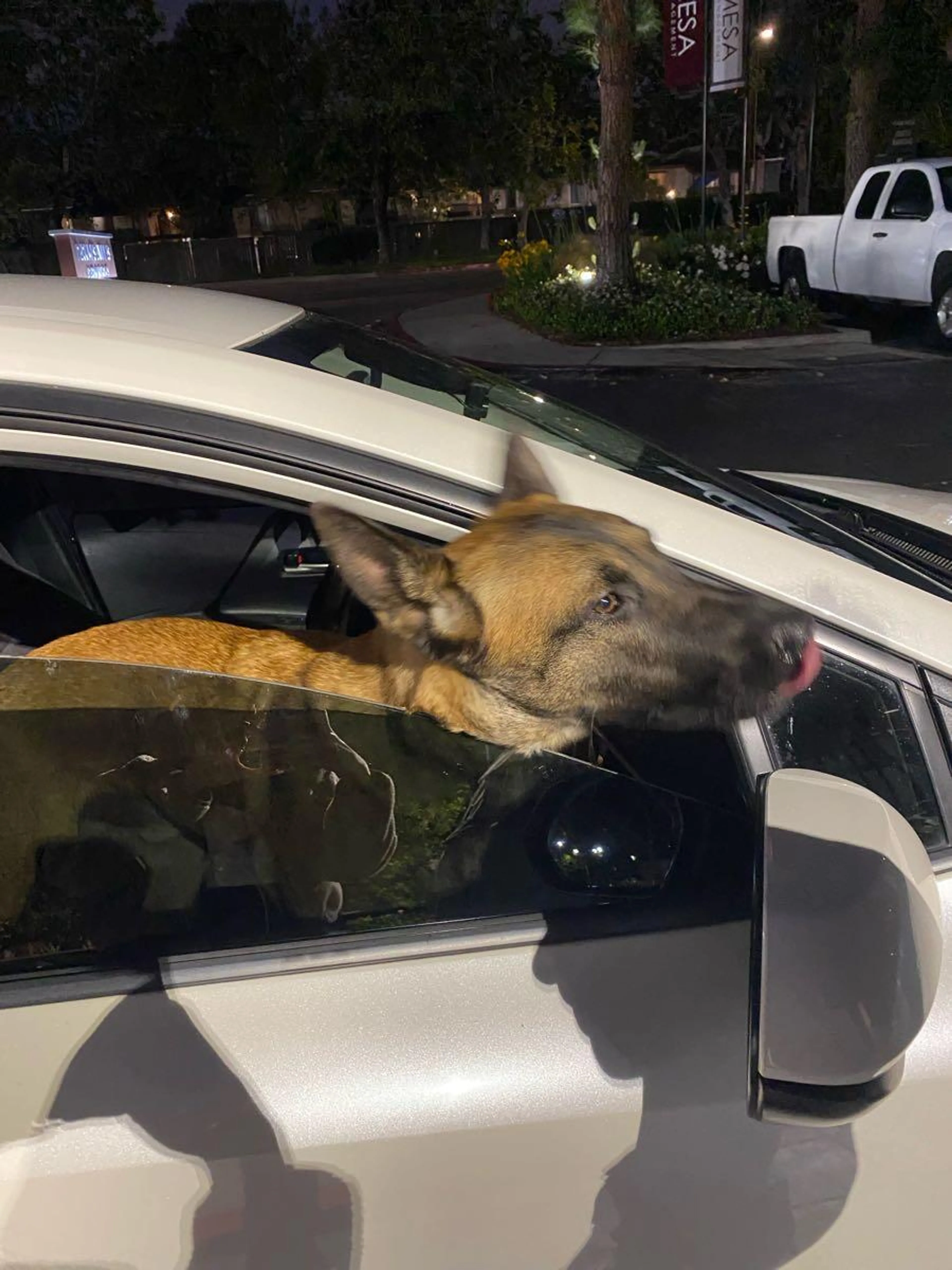 Found pet