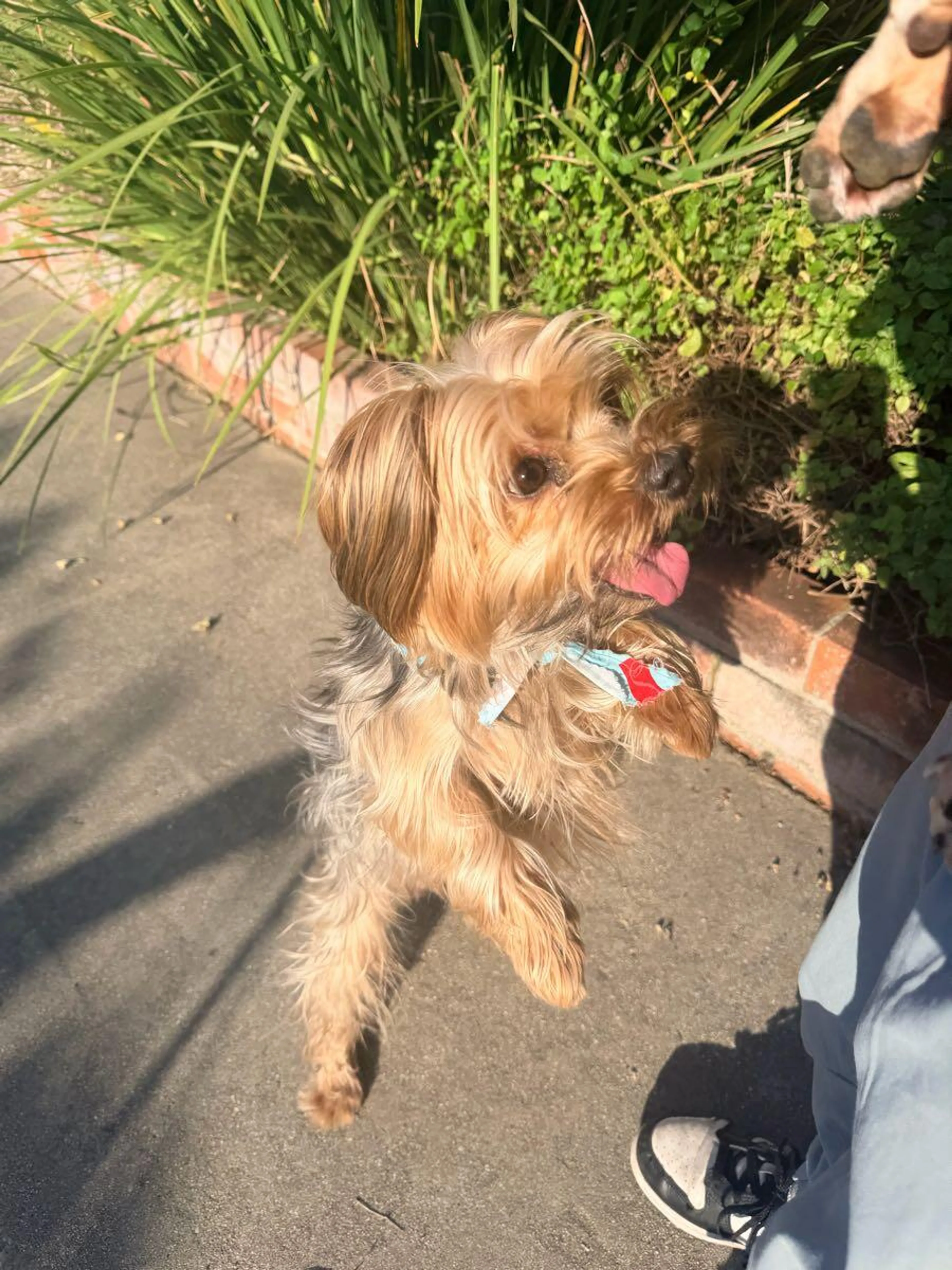 Found pet