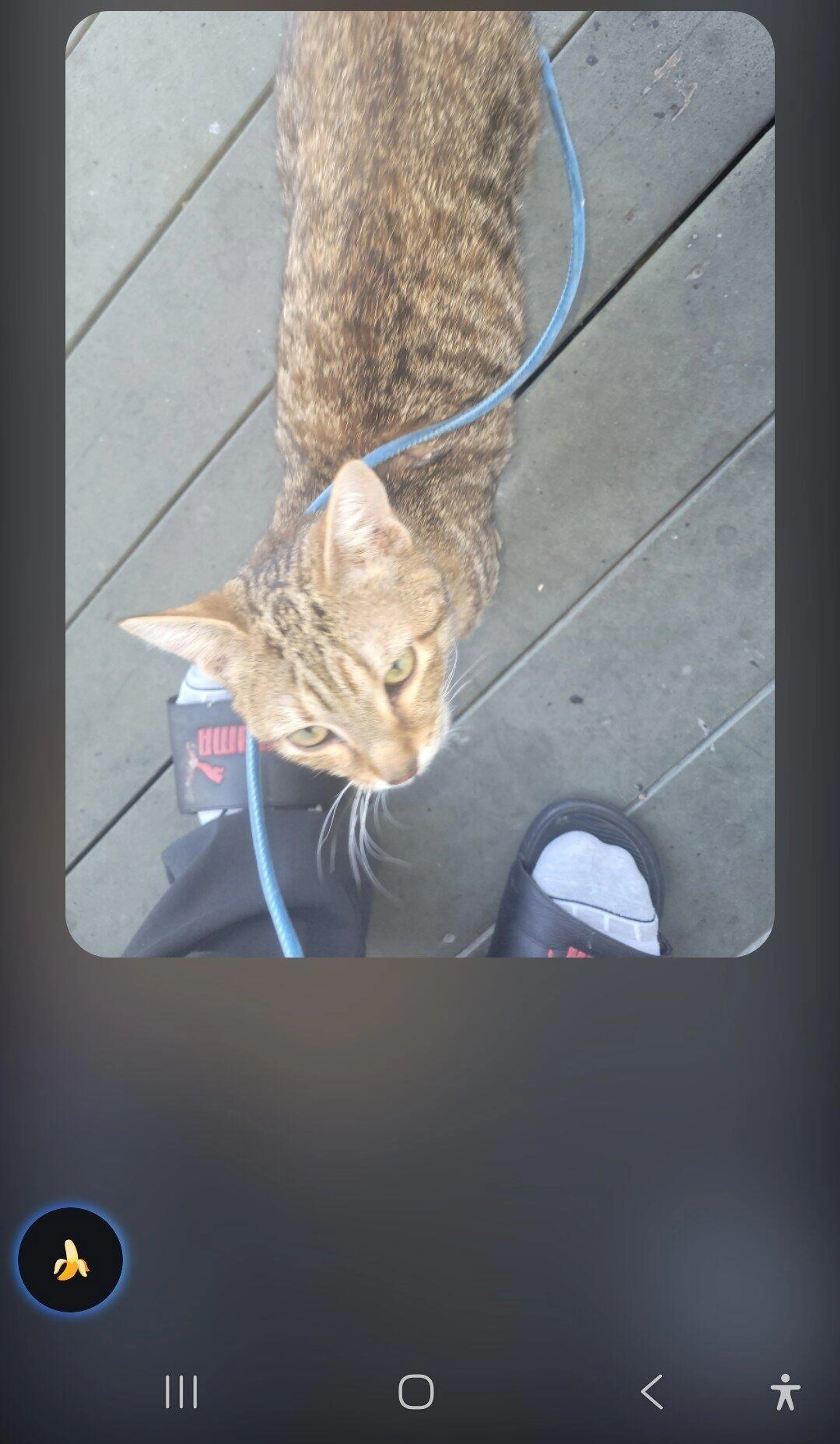 Found pet