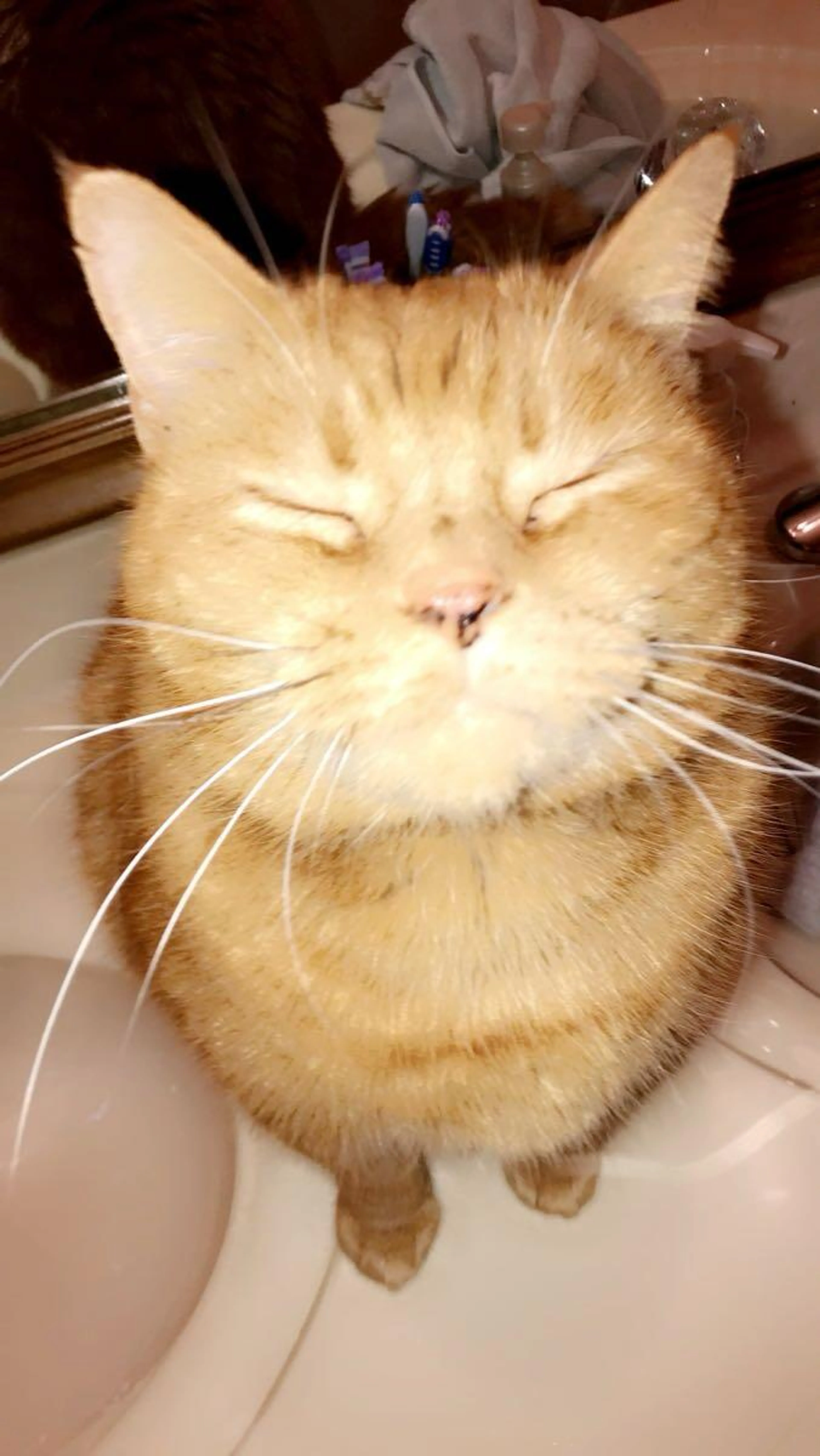 Lost pet