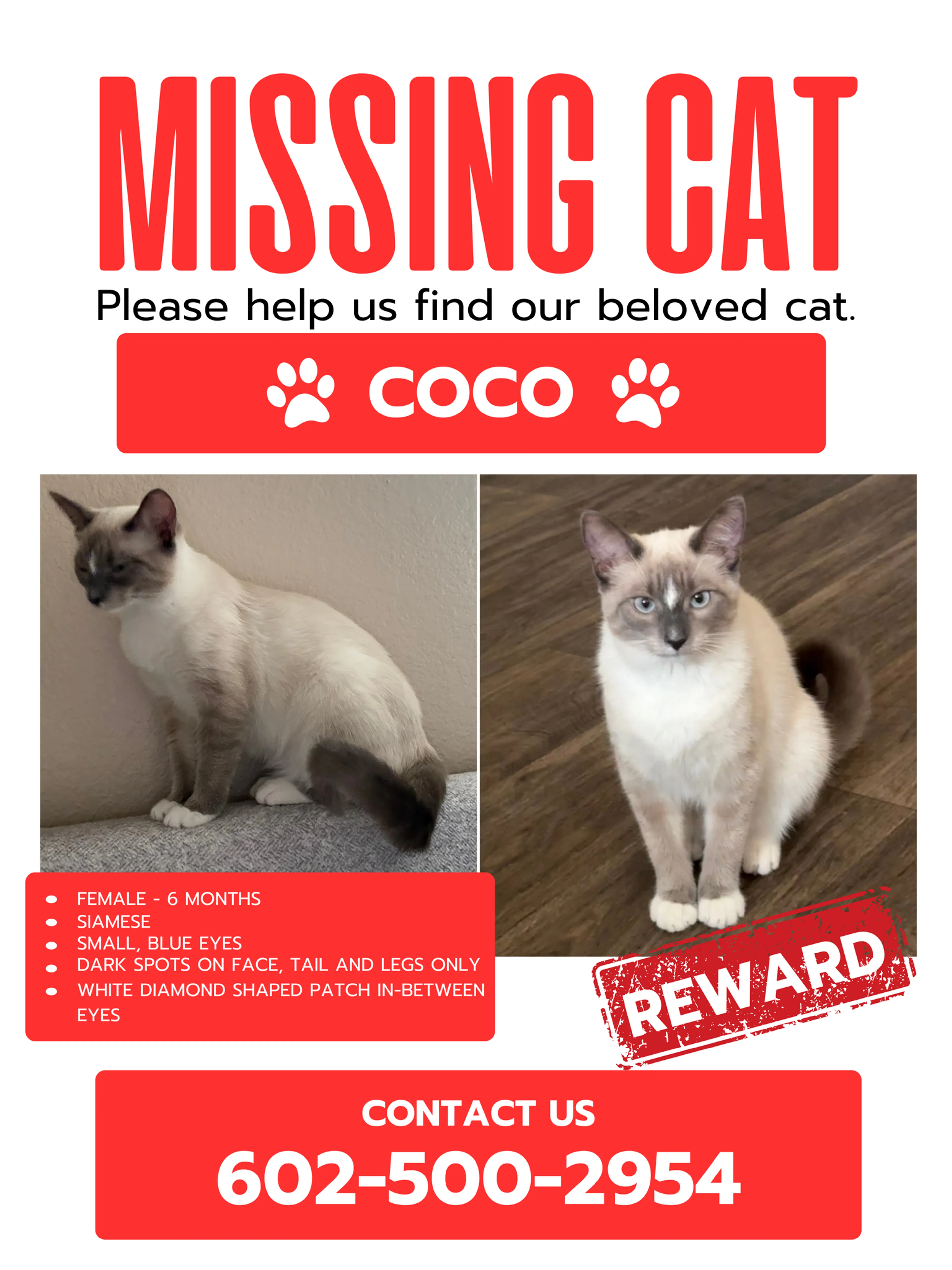 Lost pet