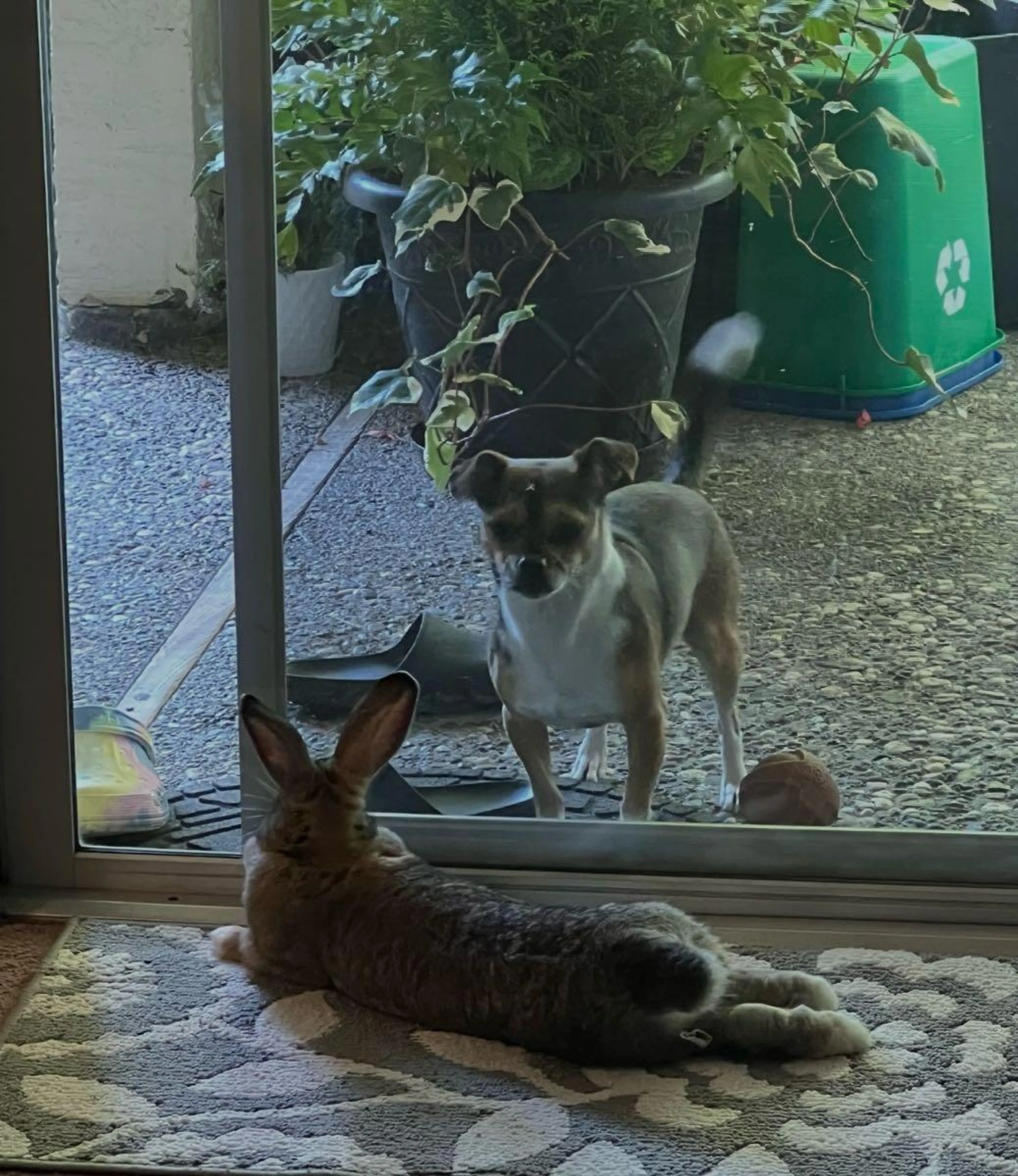 Found pet