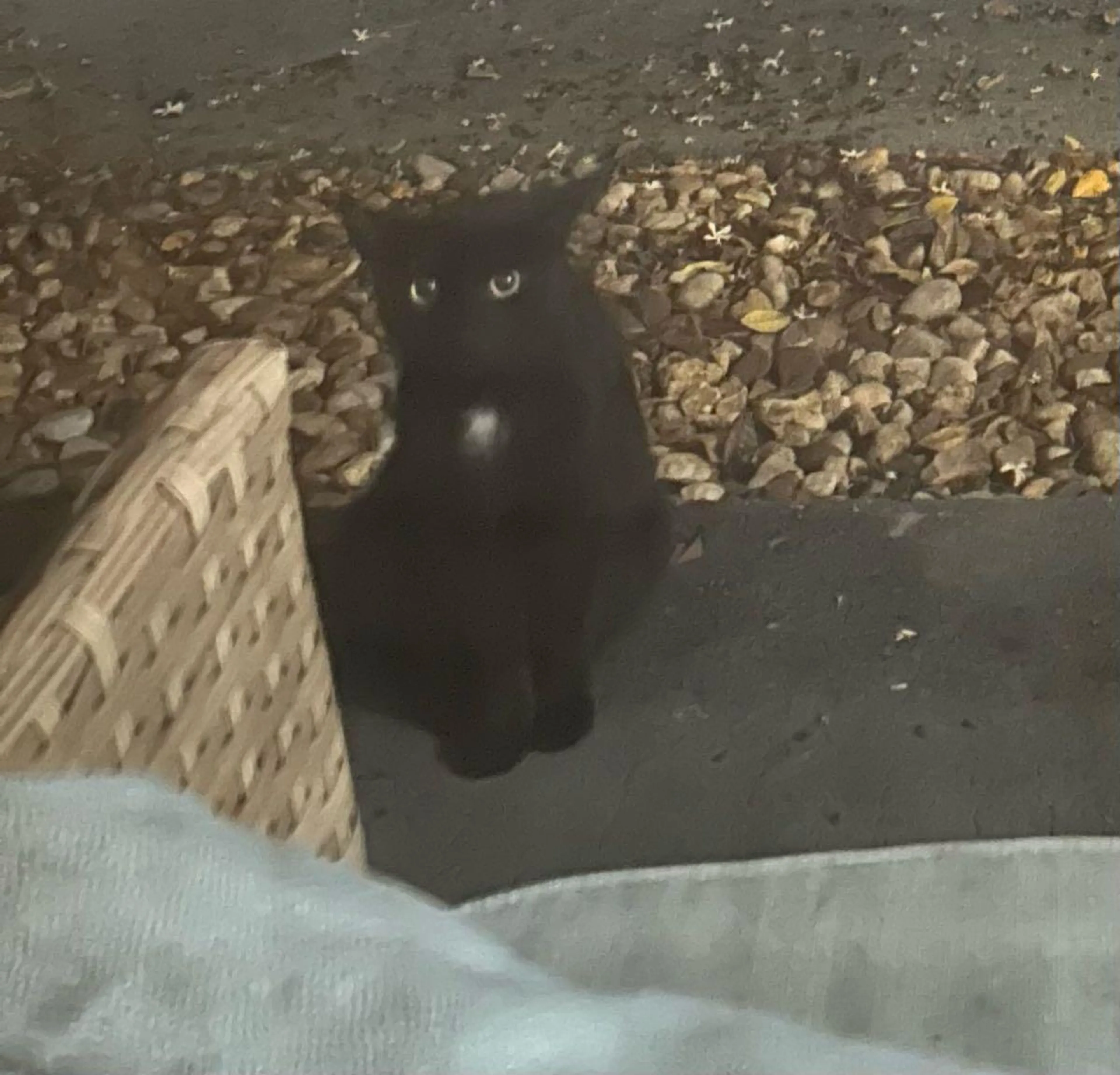Found pet