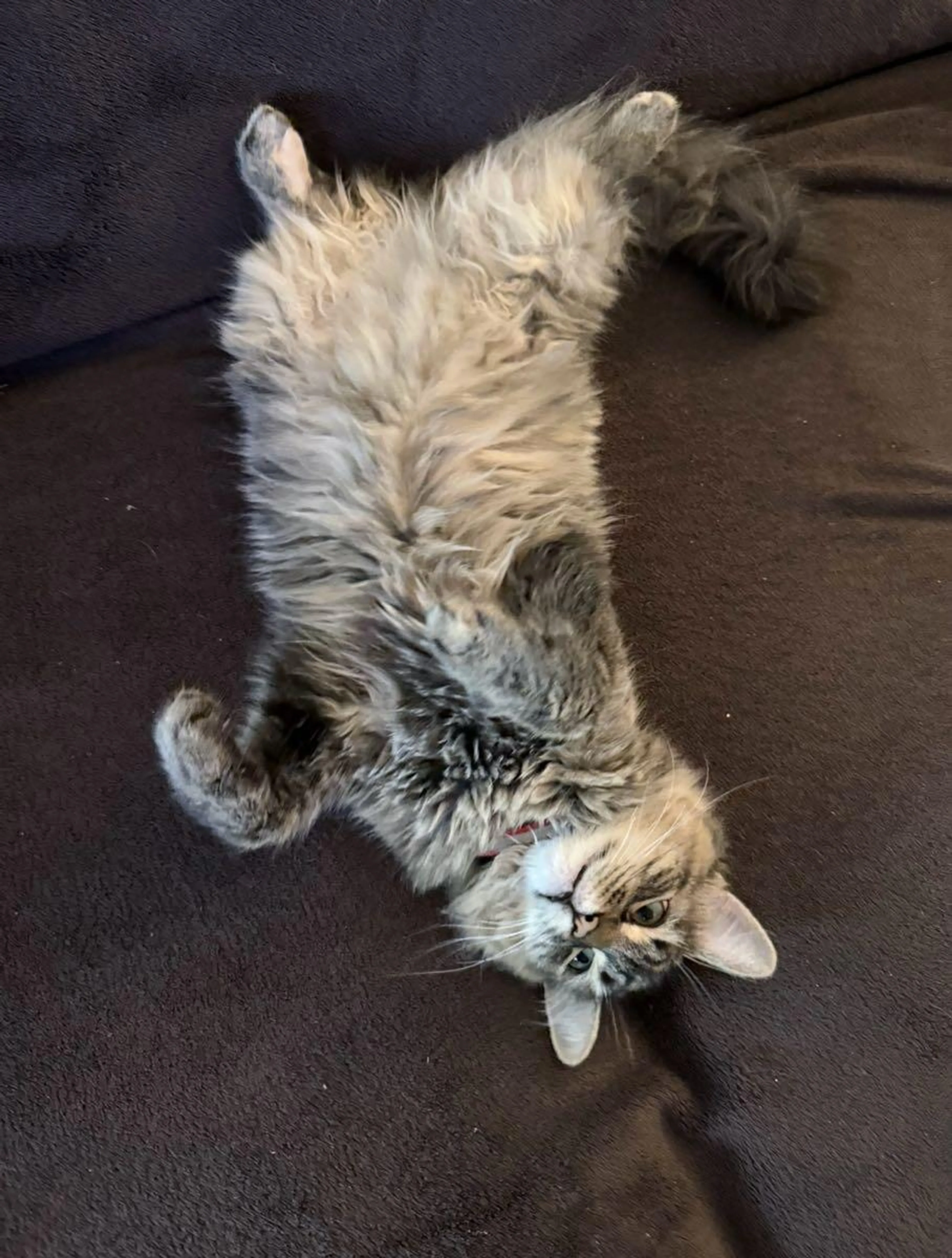 Lost pet