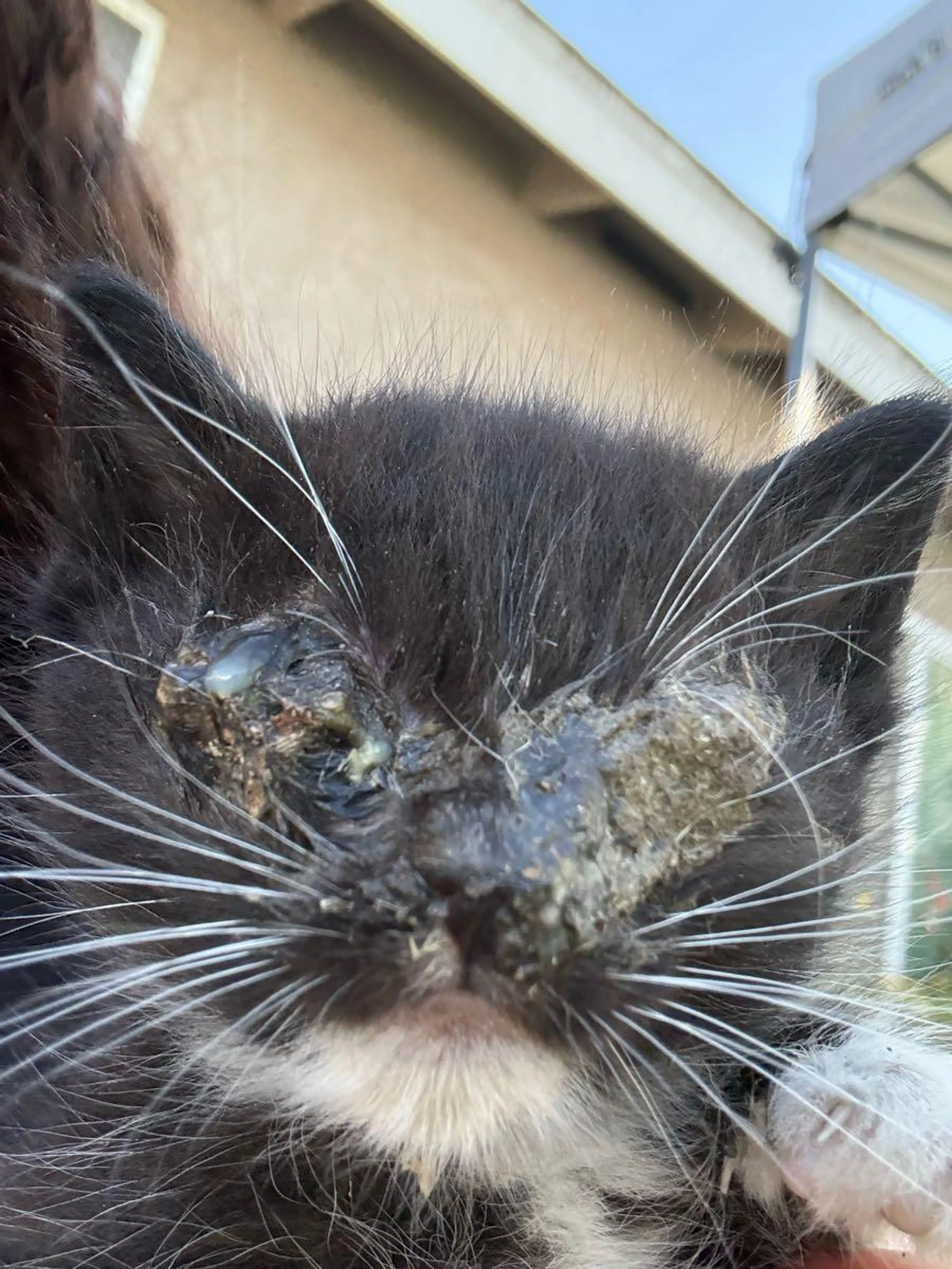 Found pet