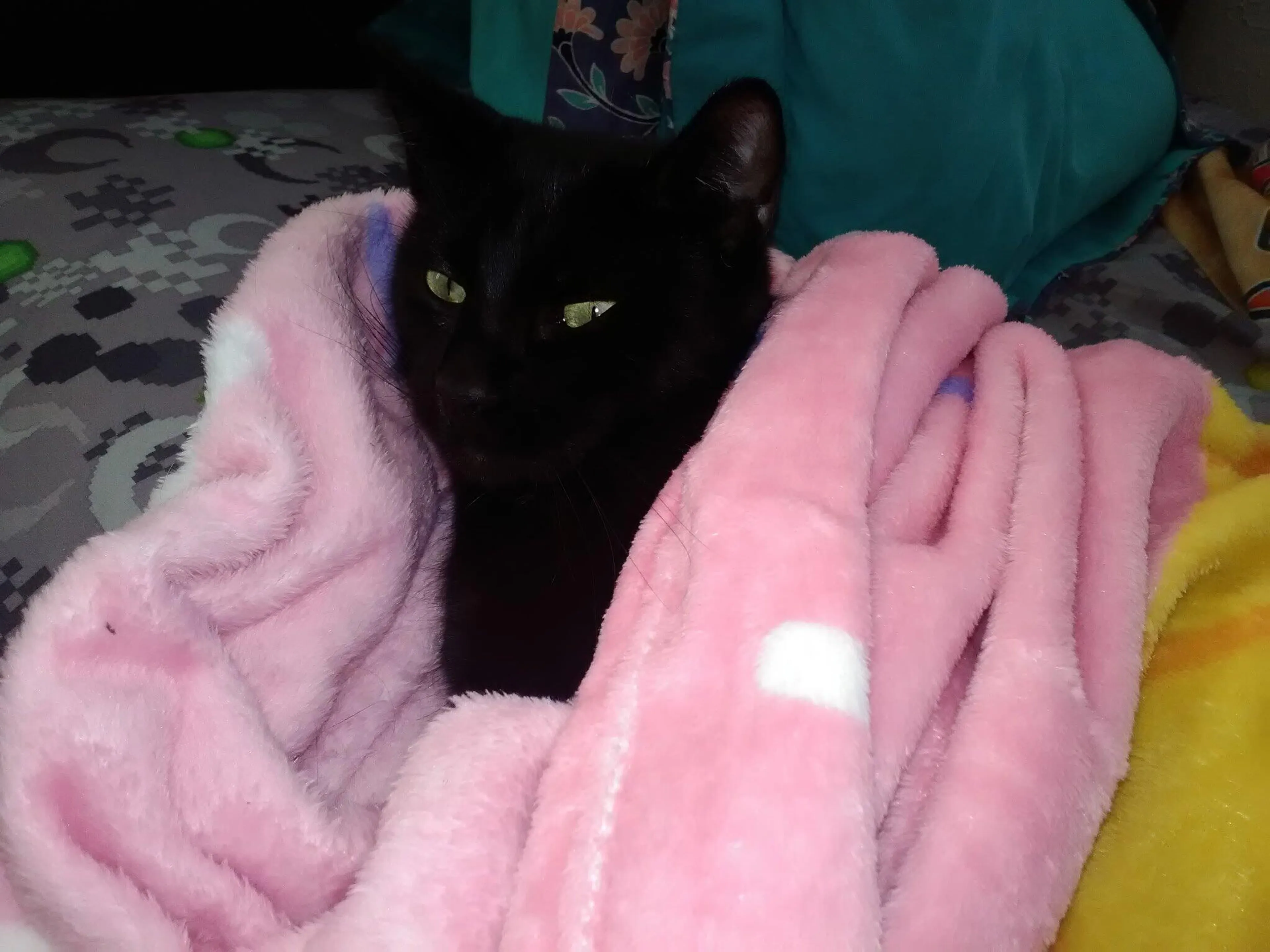 Lost pet