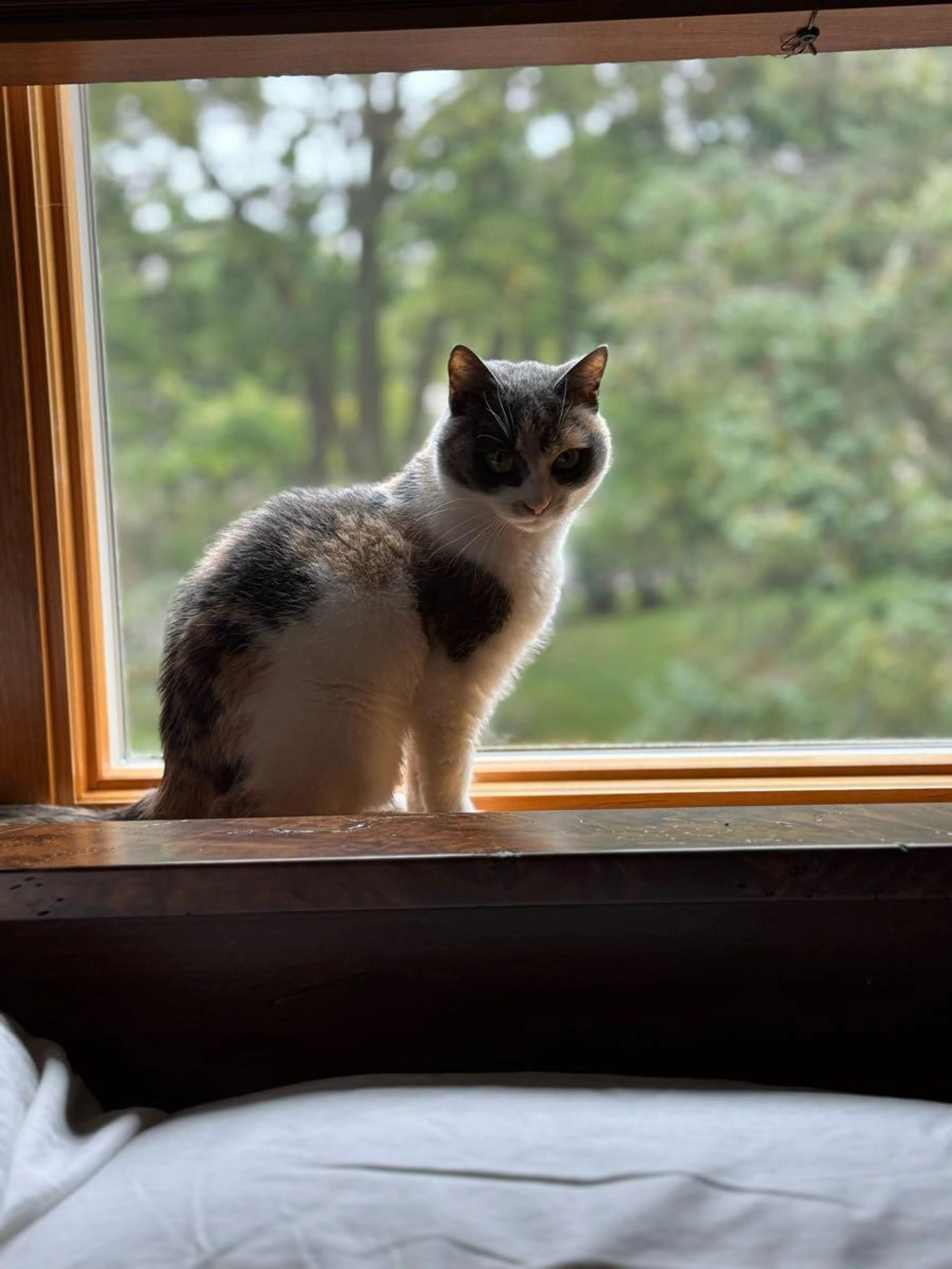 Lost pet