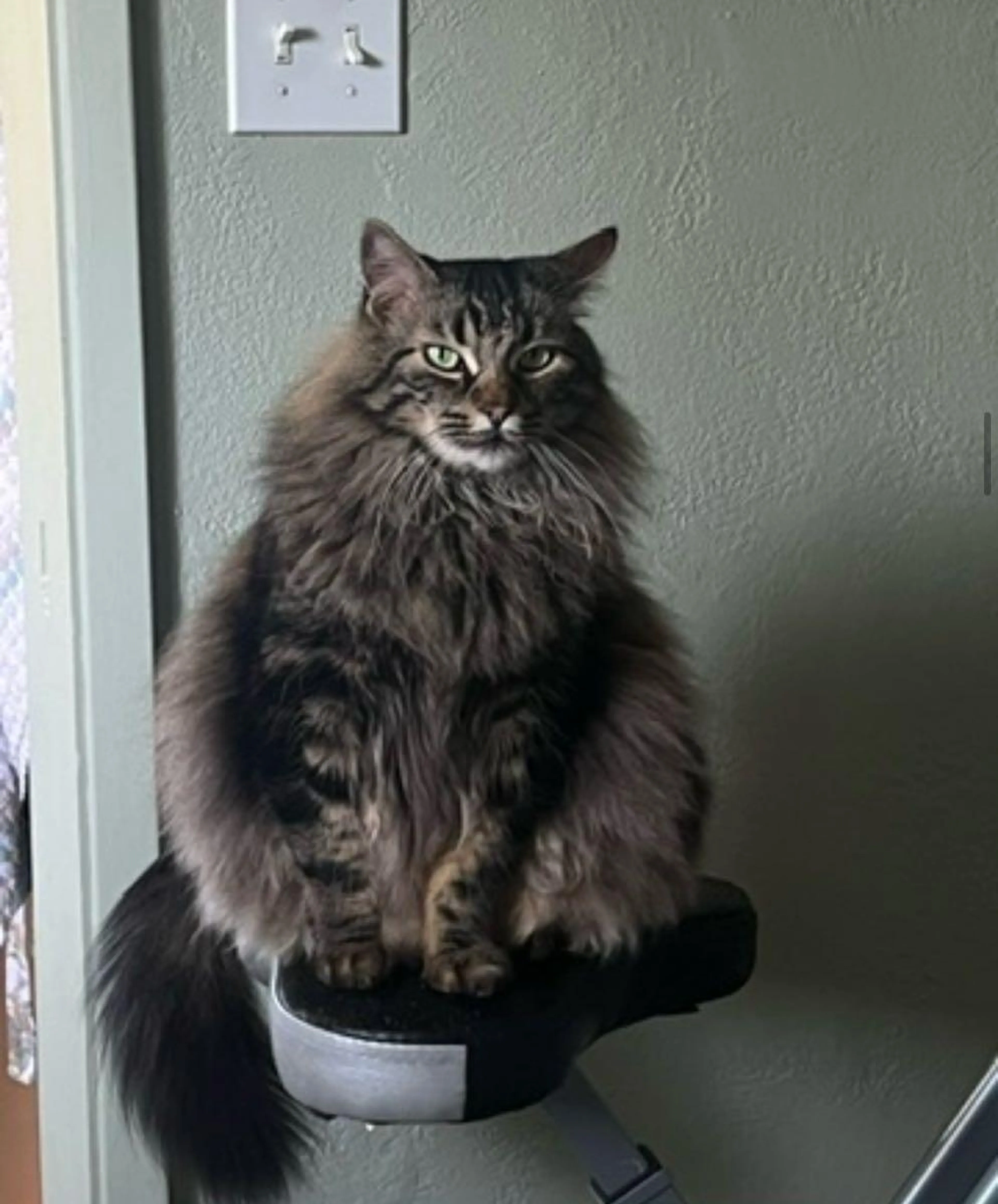 Lost pet