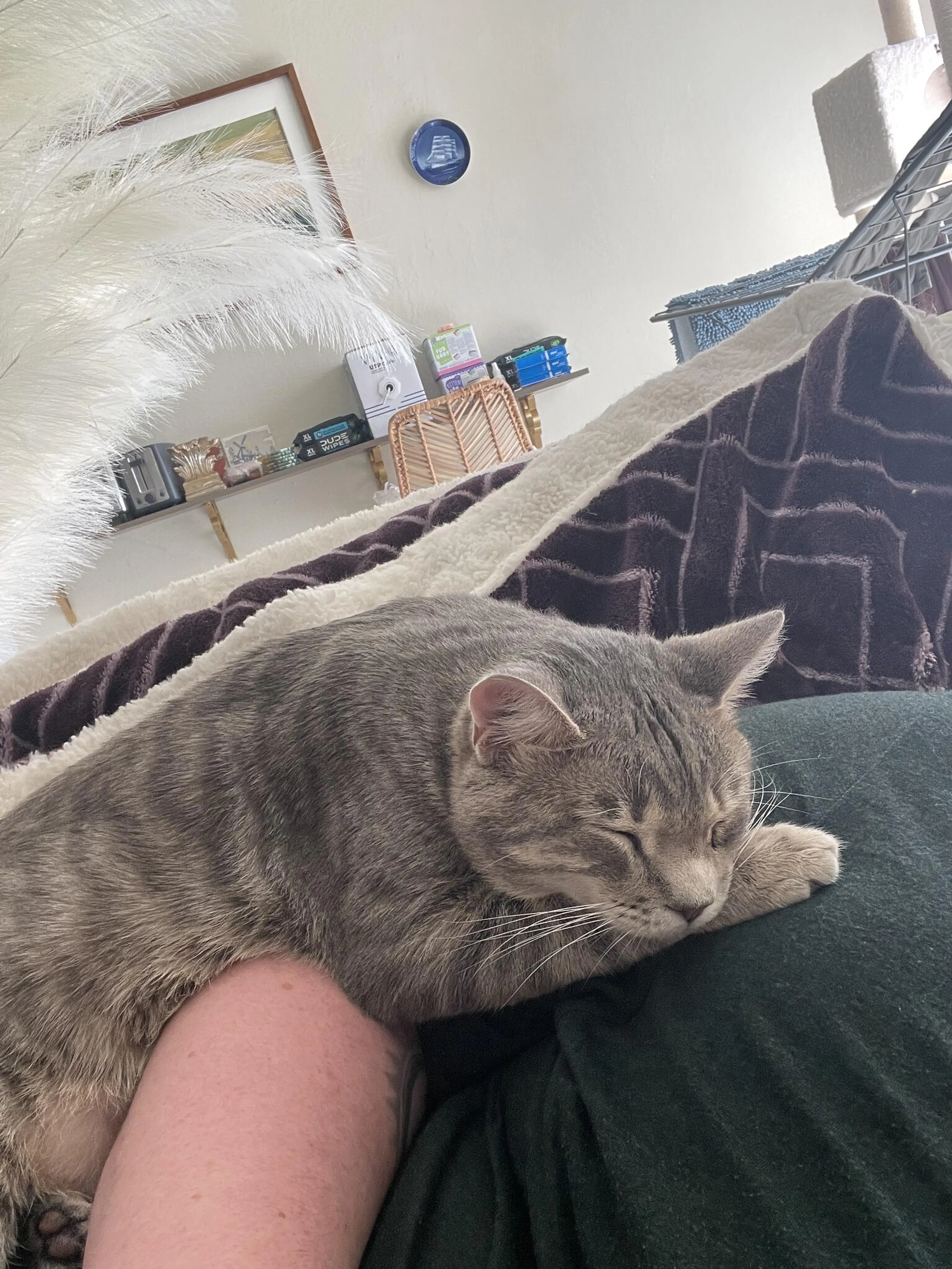 cdn image