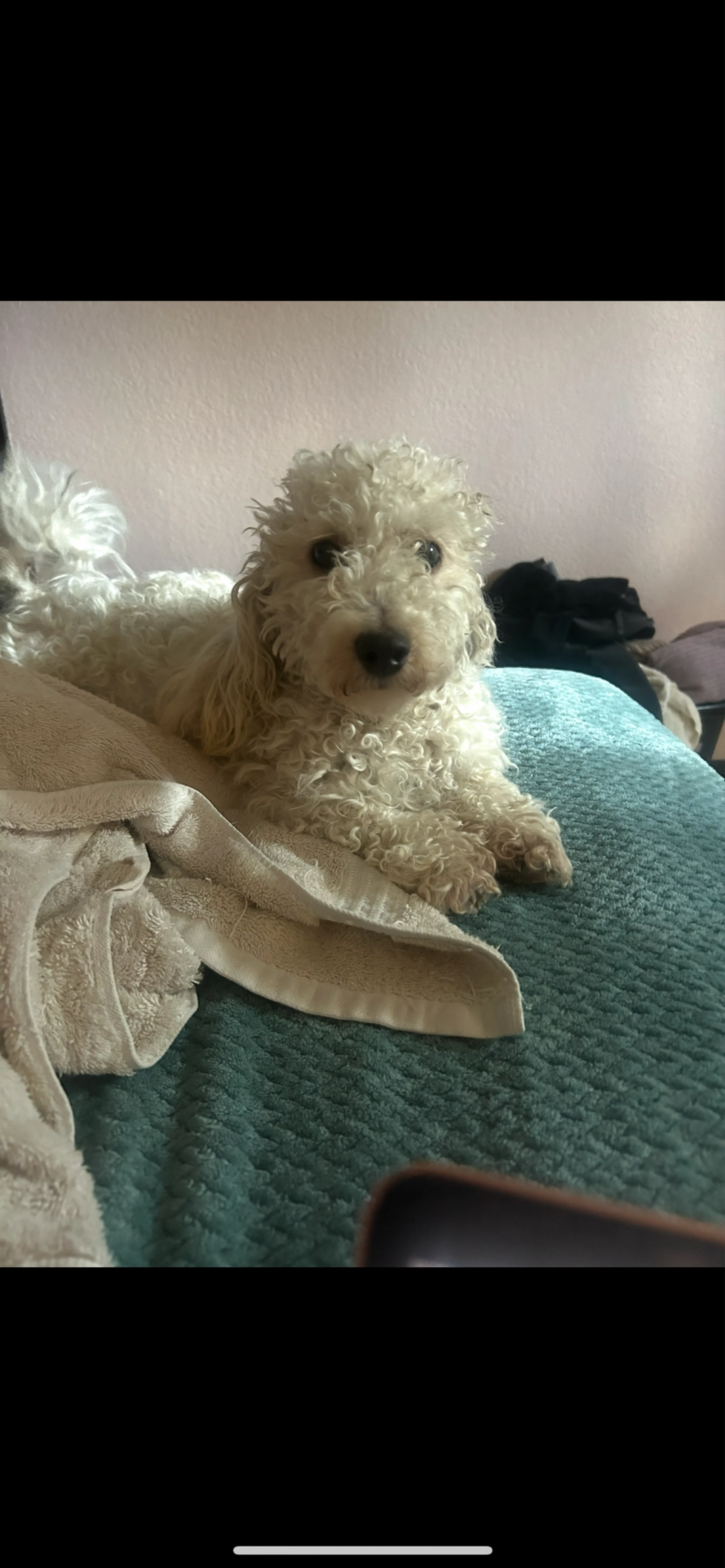 Lost pet