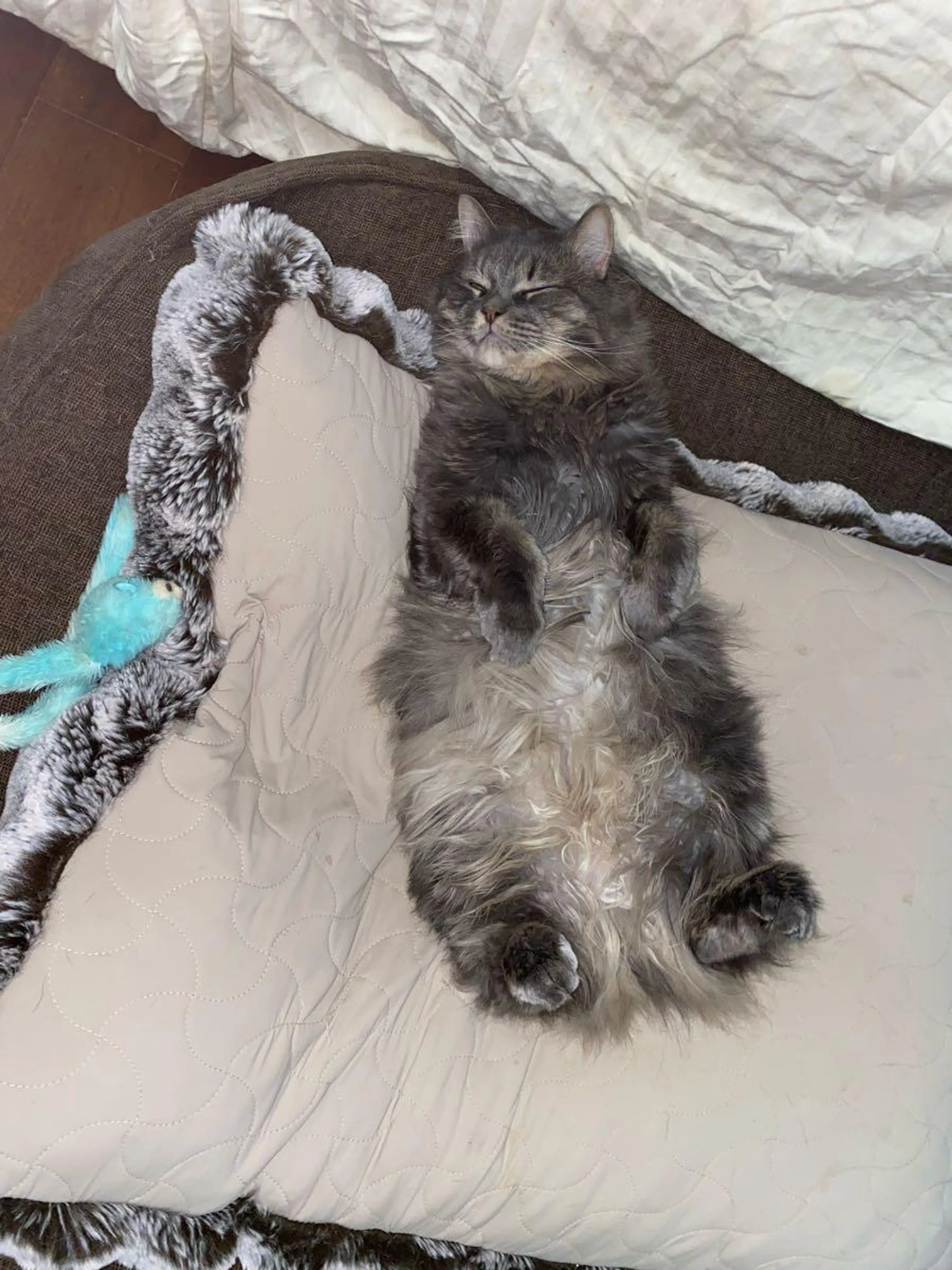 Lost pet