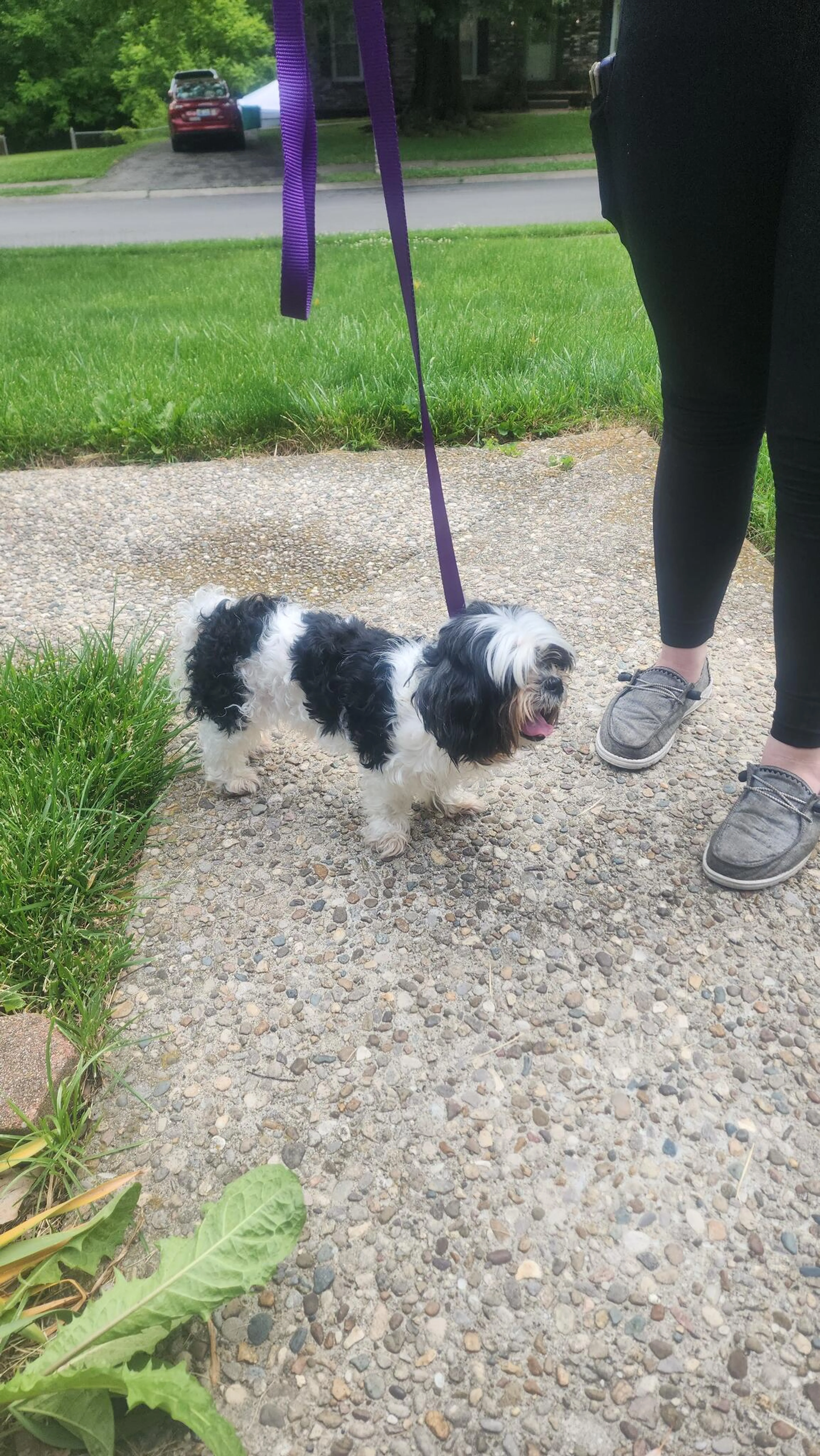Found pet