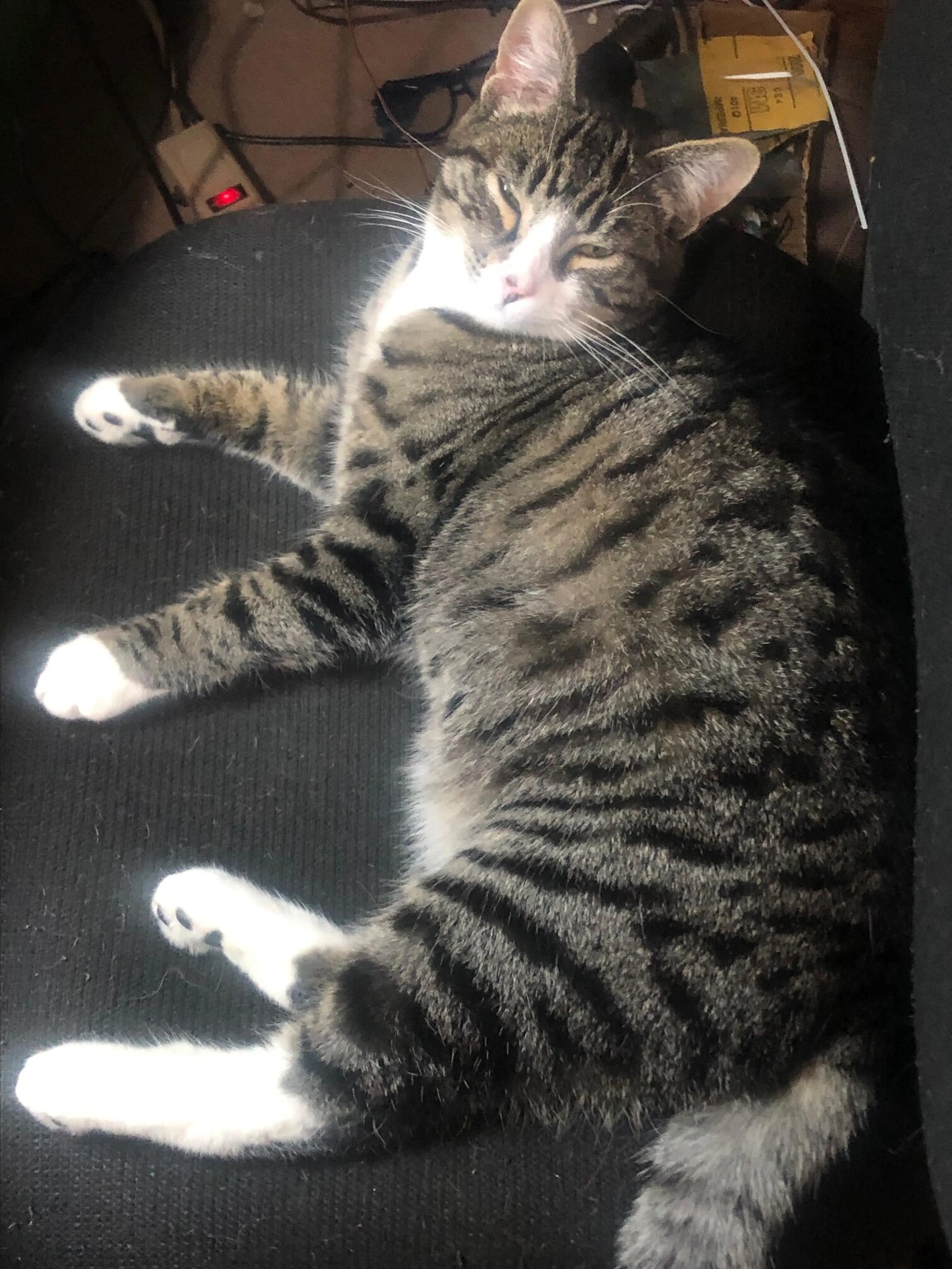 Lost pet