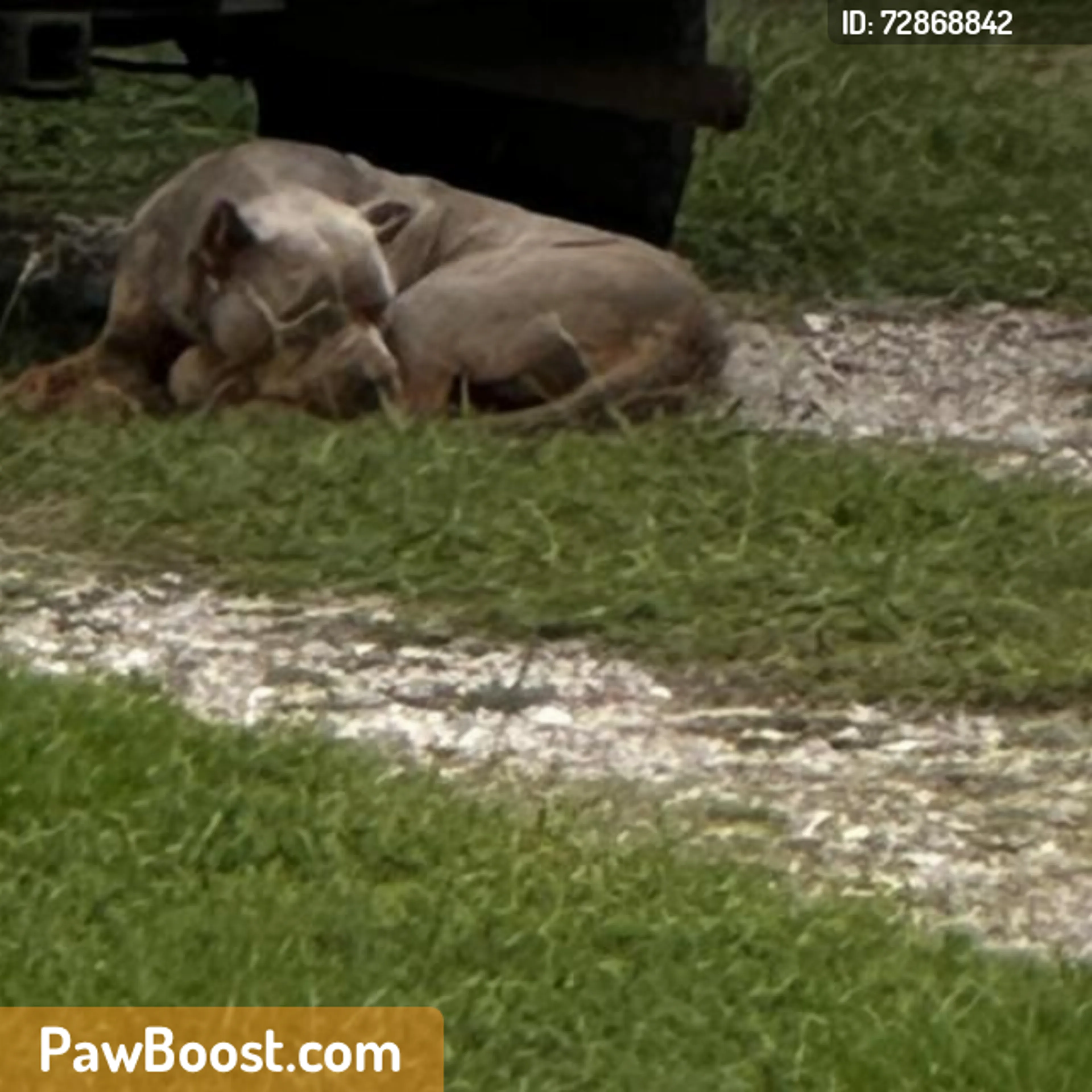 Found pet