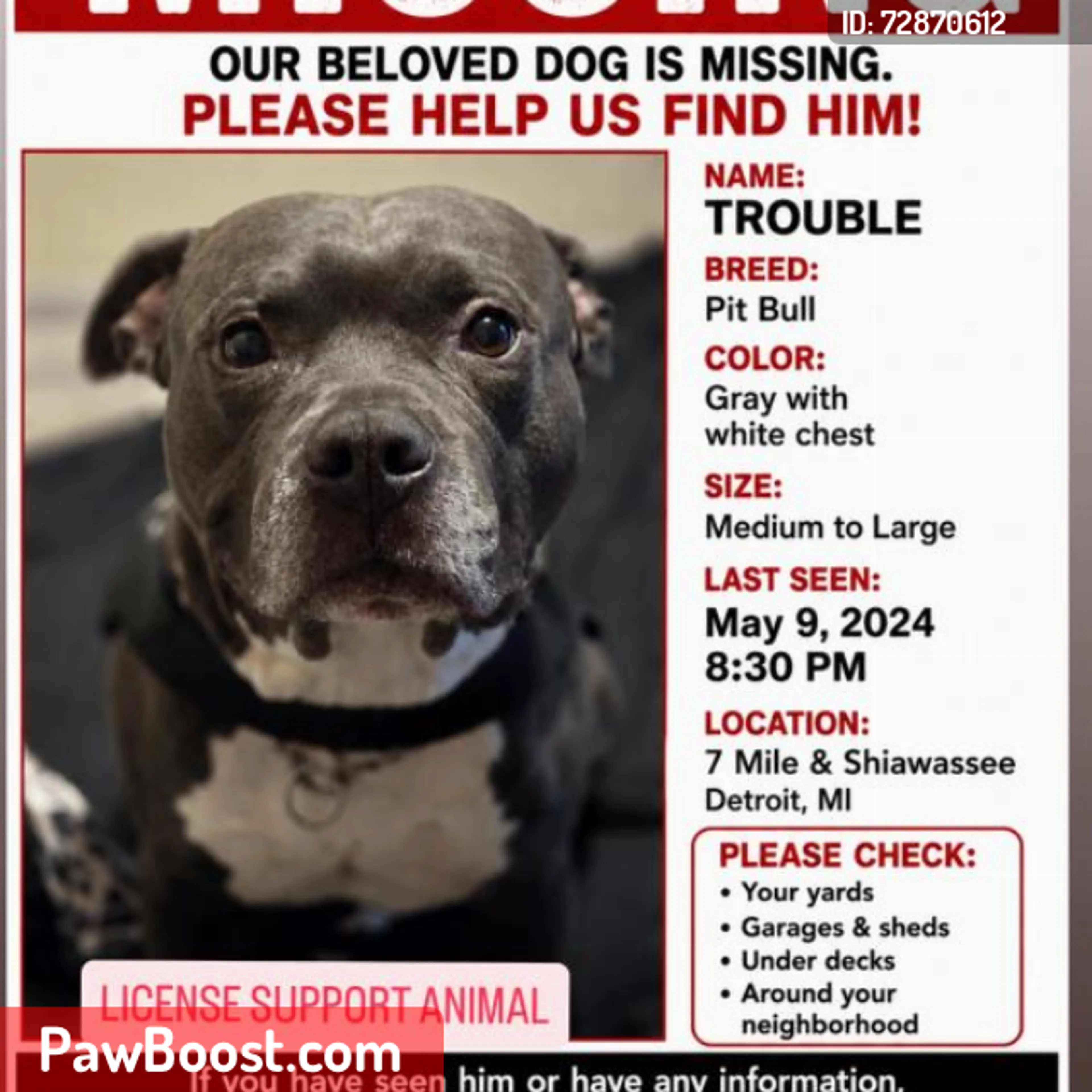 Lost pet
