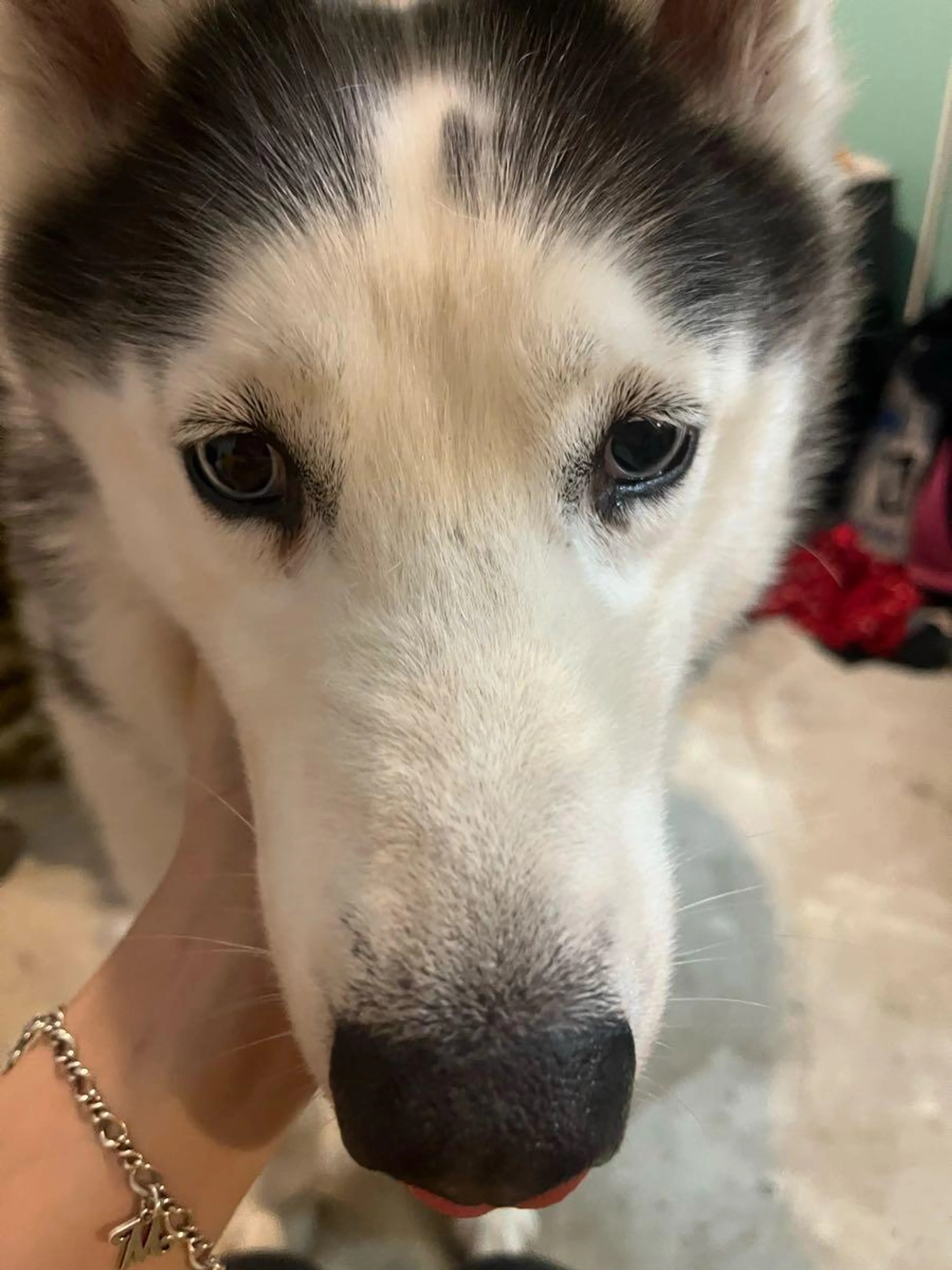 Found pet