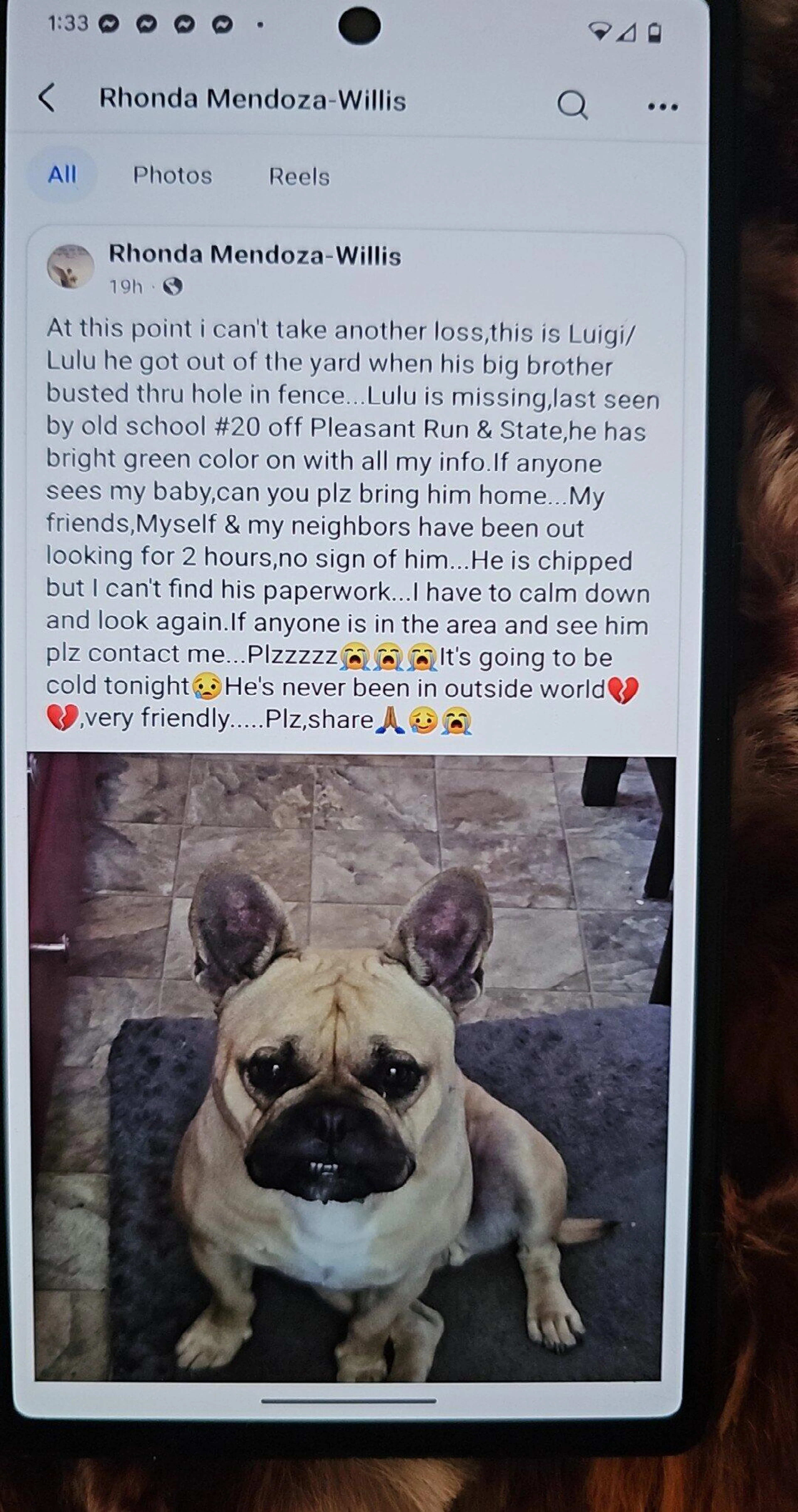 Lost pet