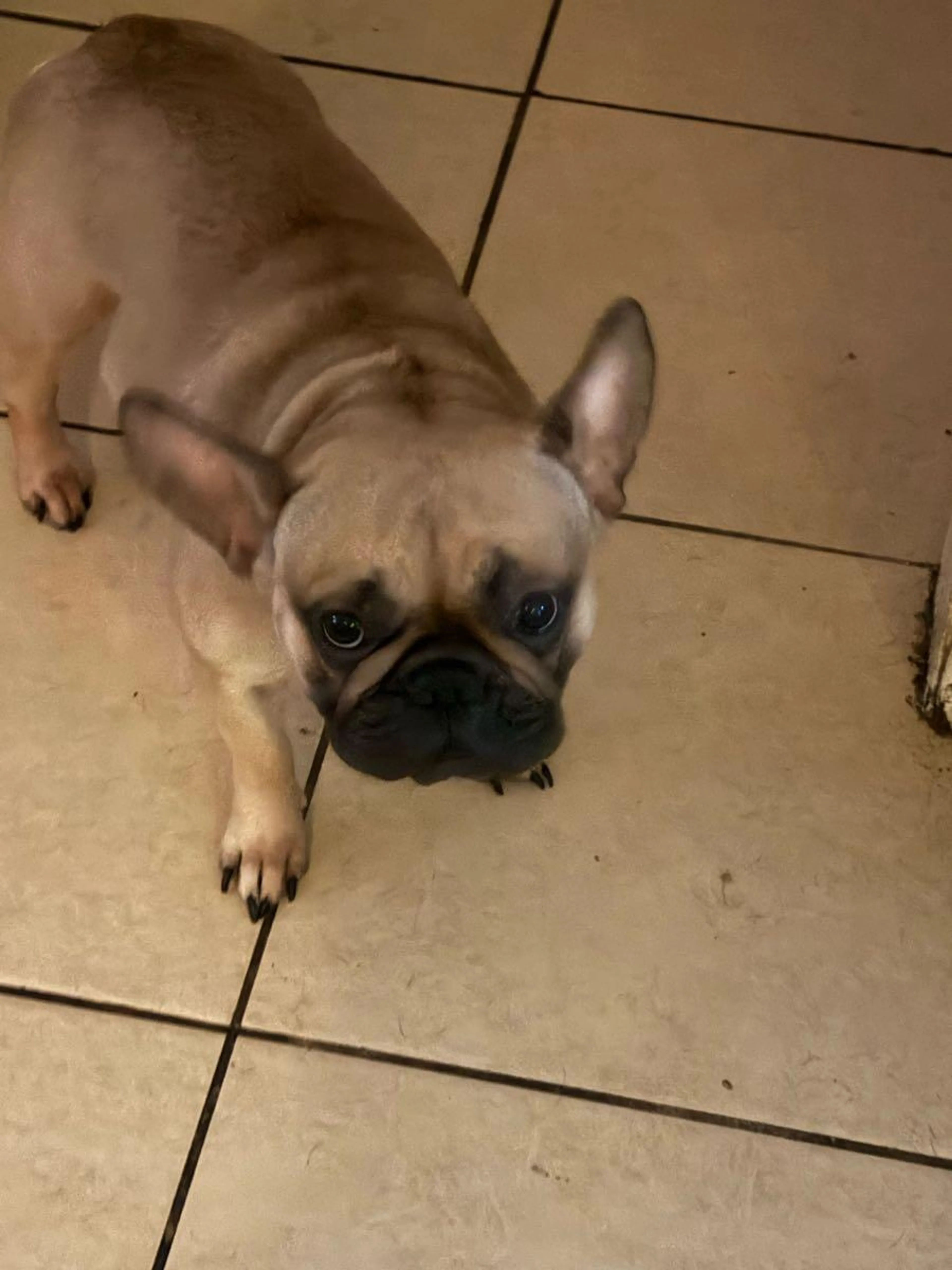 Found pet