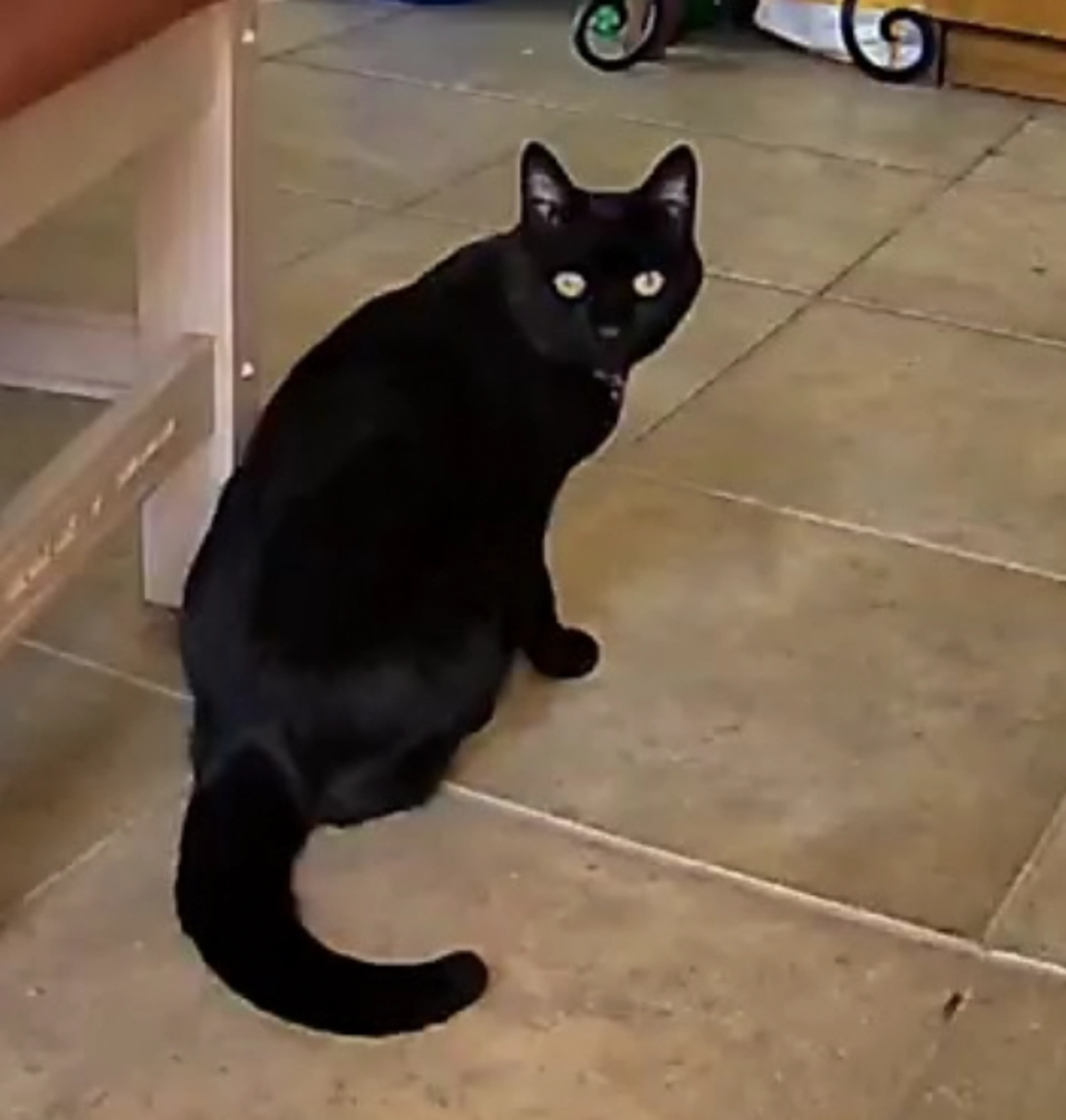 Lost pet