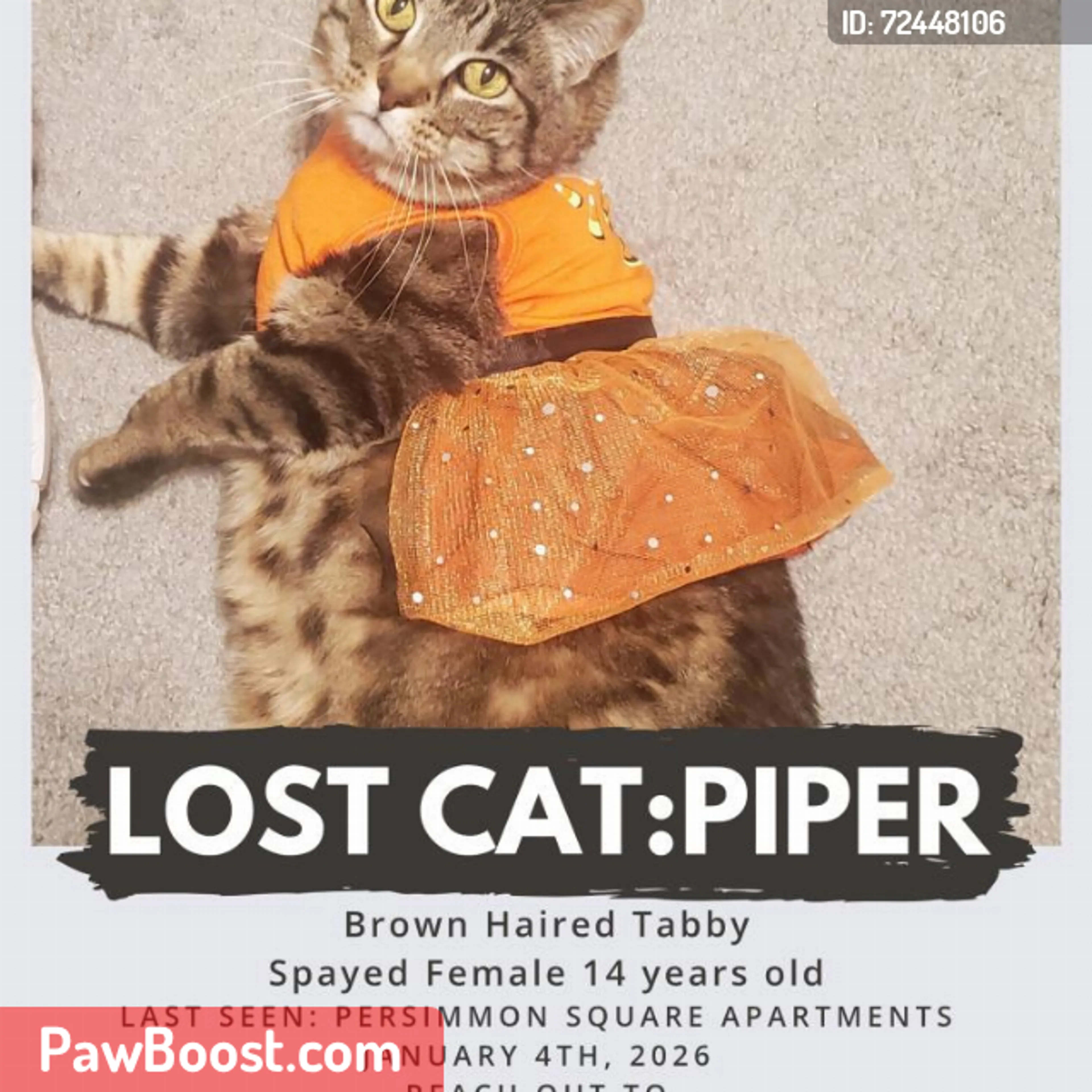 Lost pet