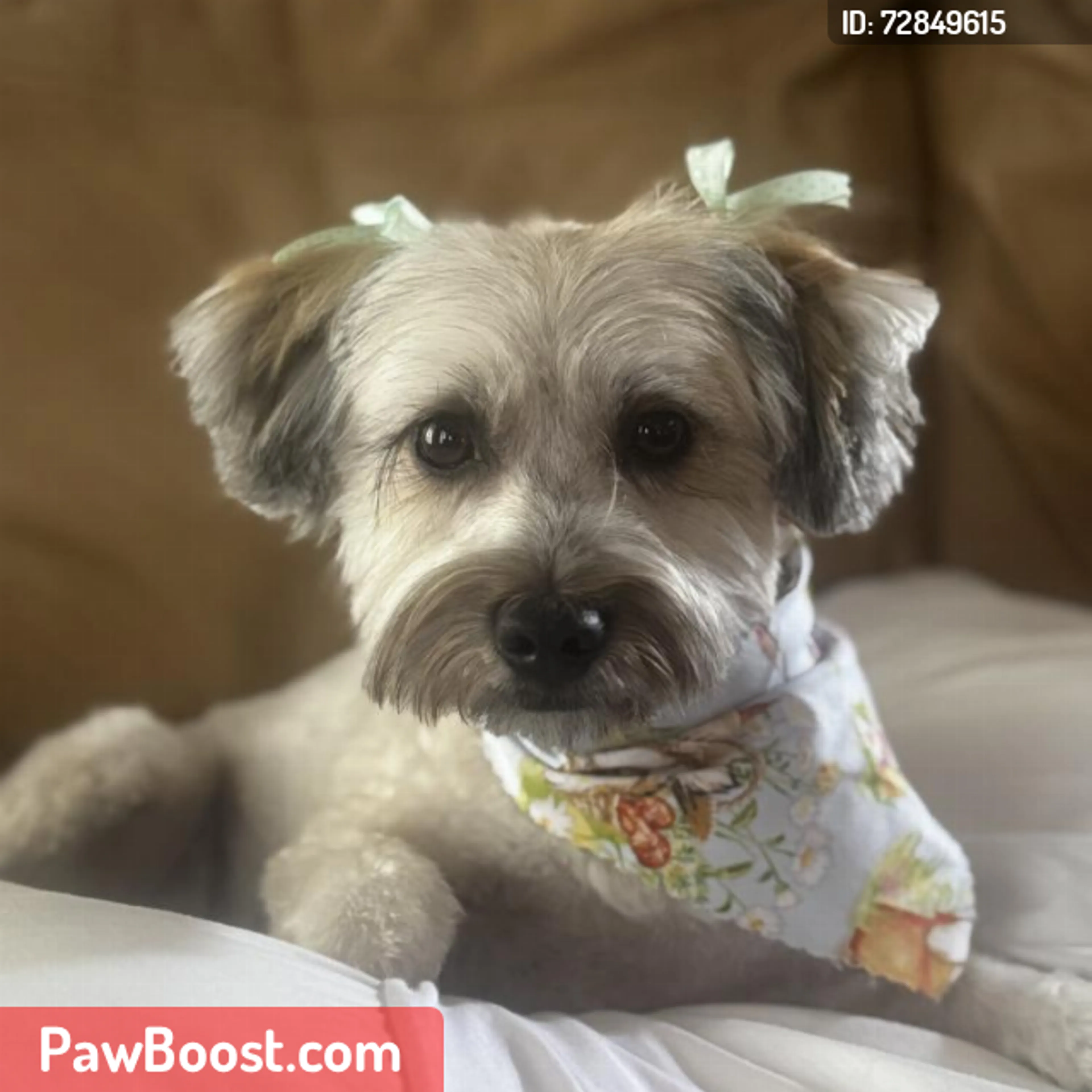 Lost pet