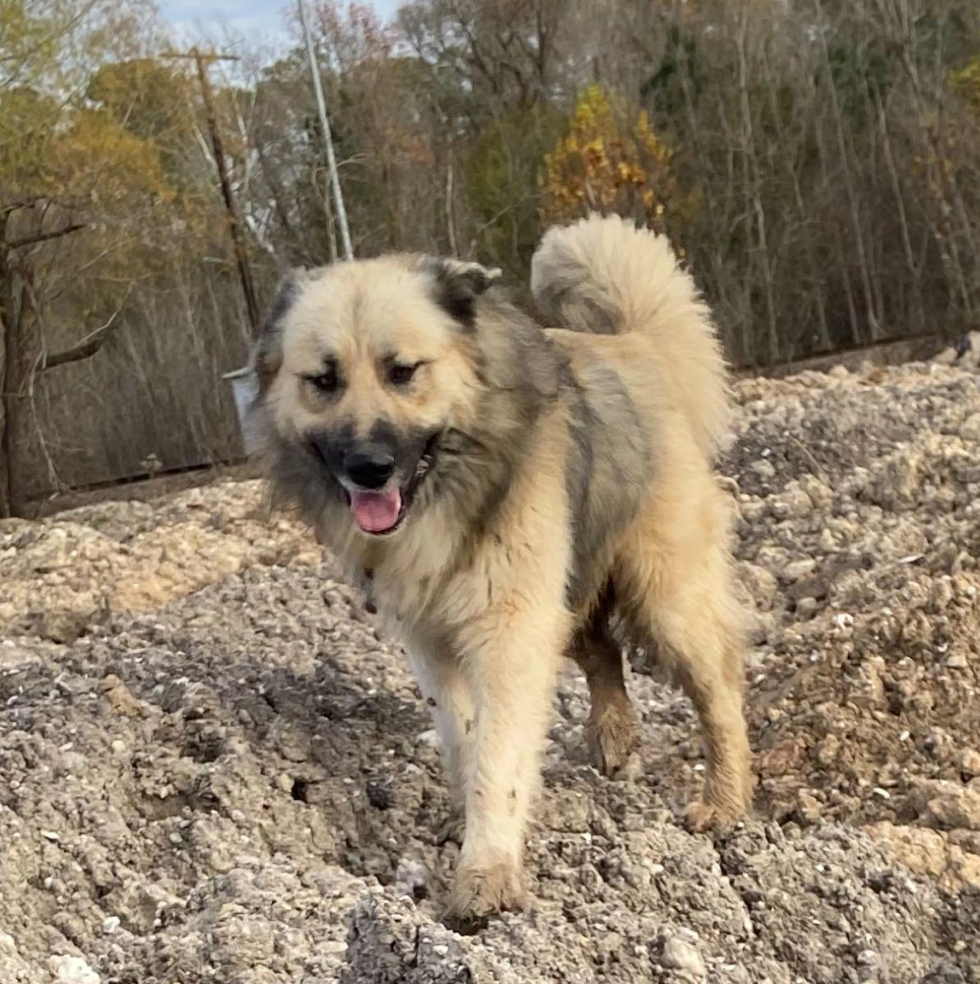 Lost pet