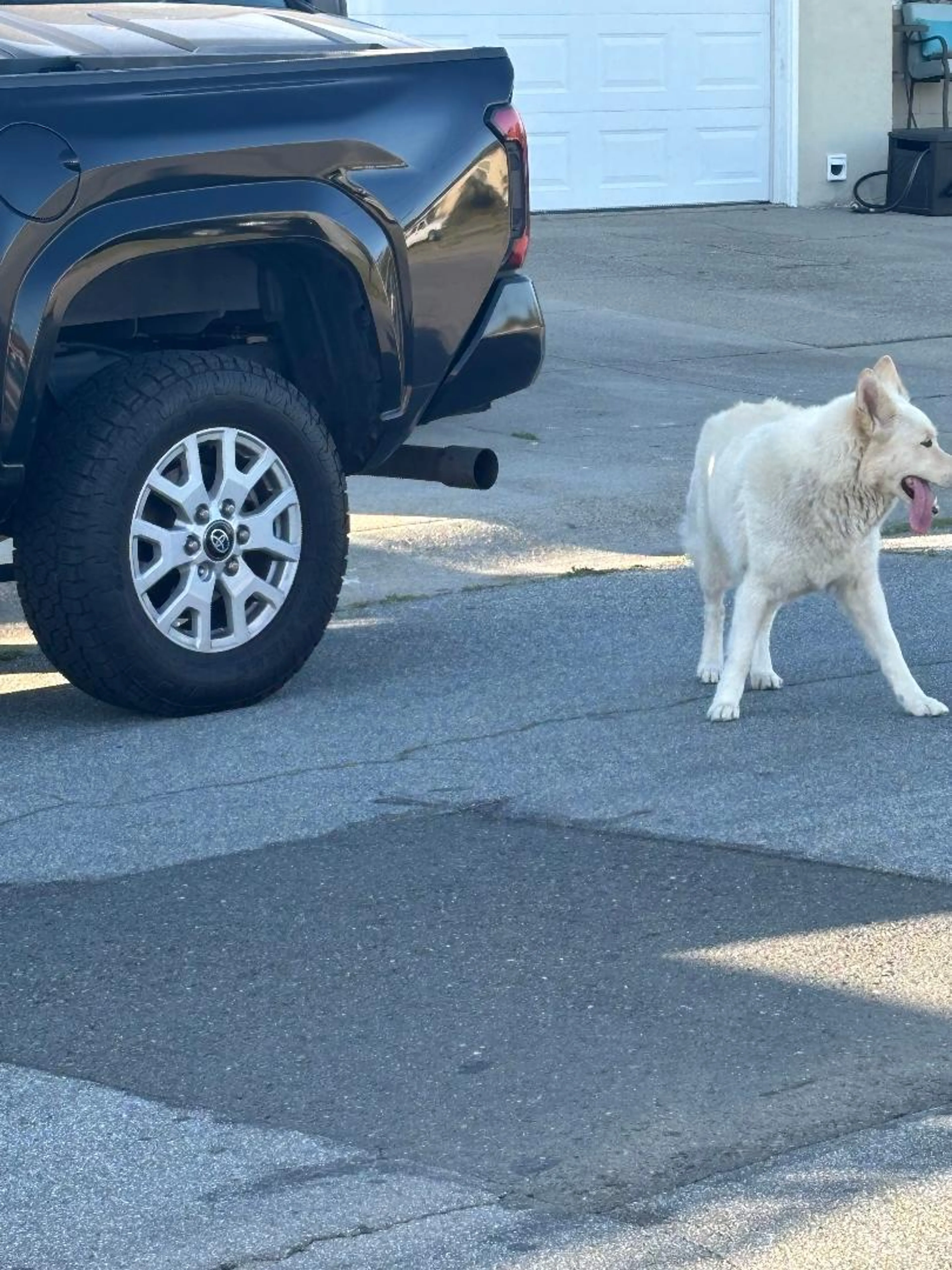 Found pet