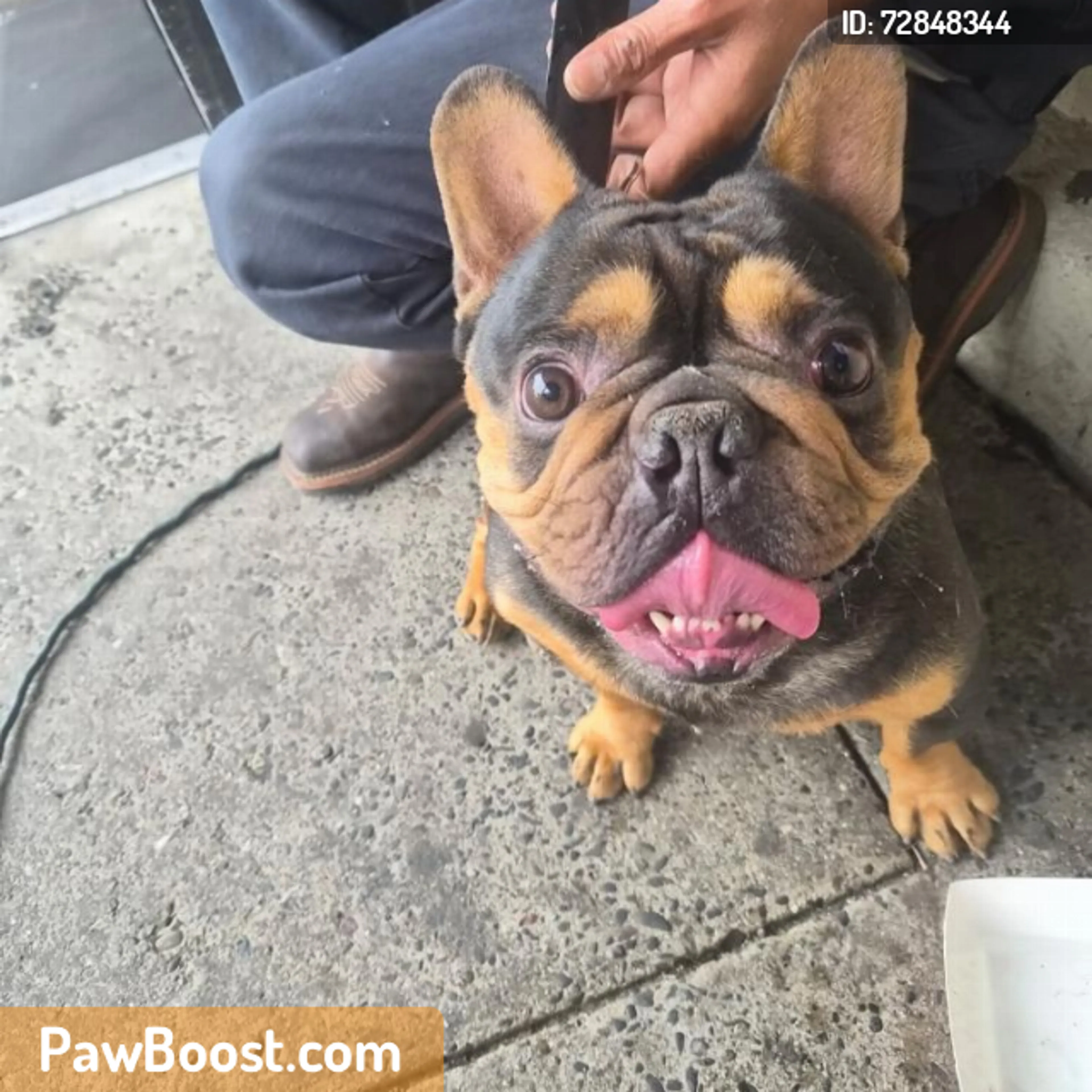 Found pet