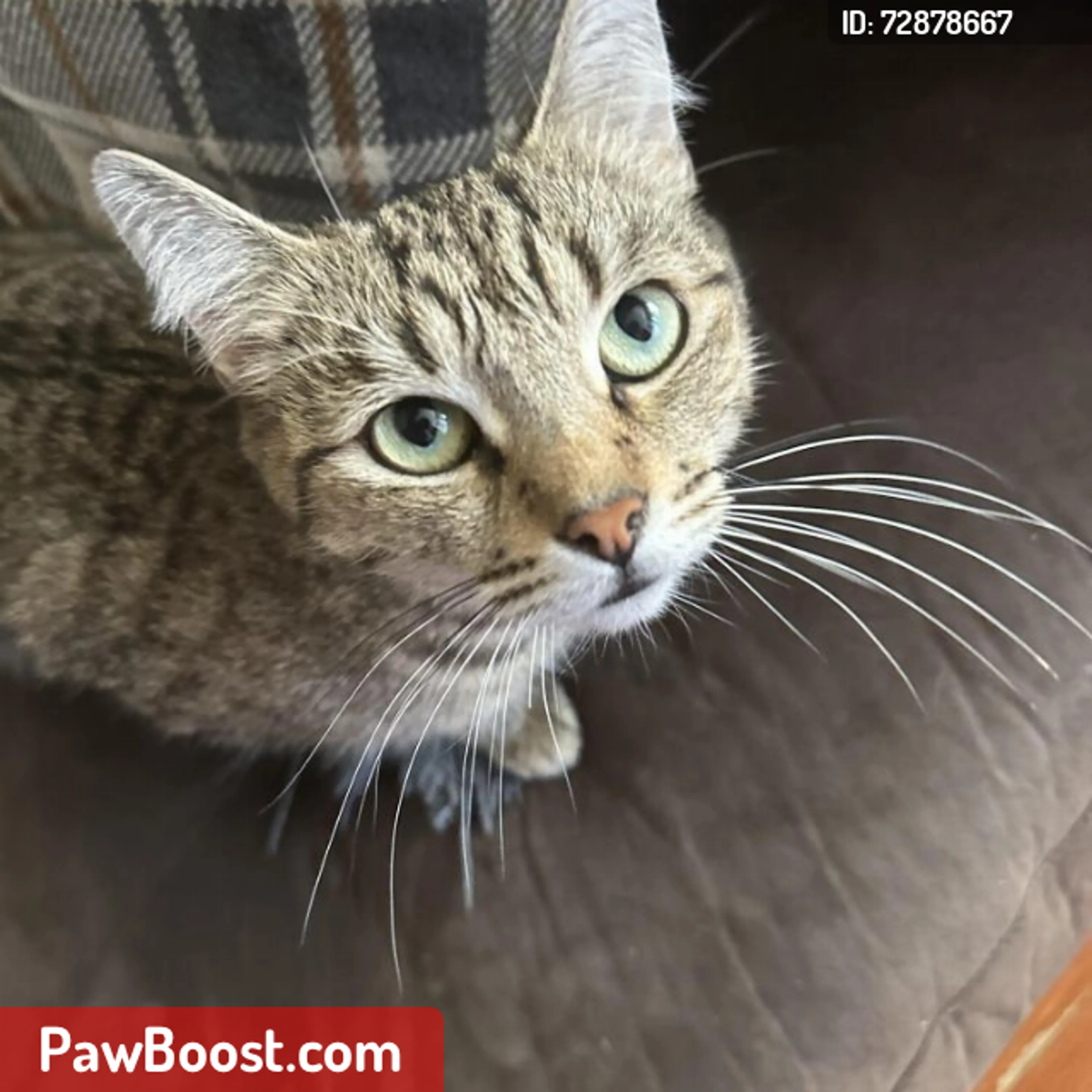 Lost pet