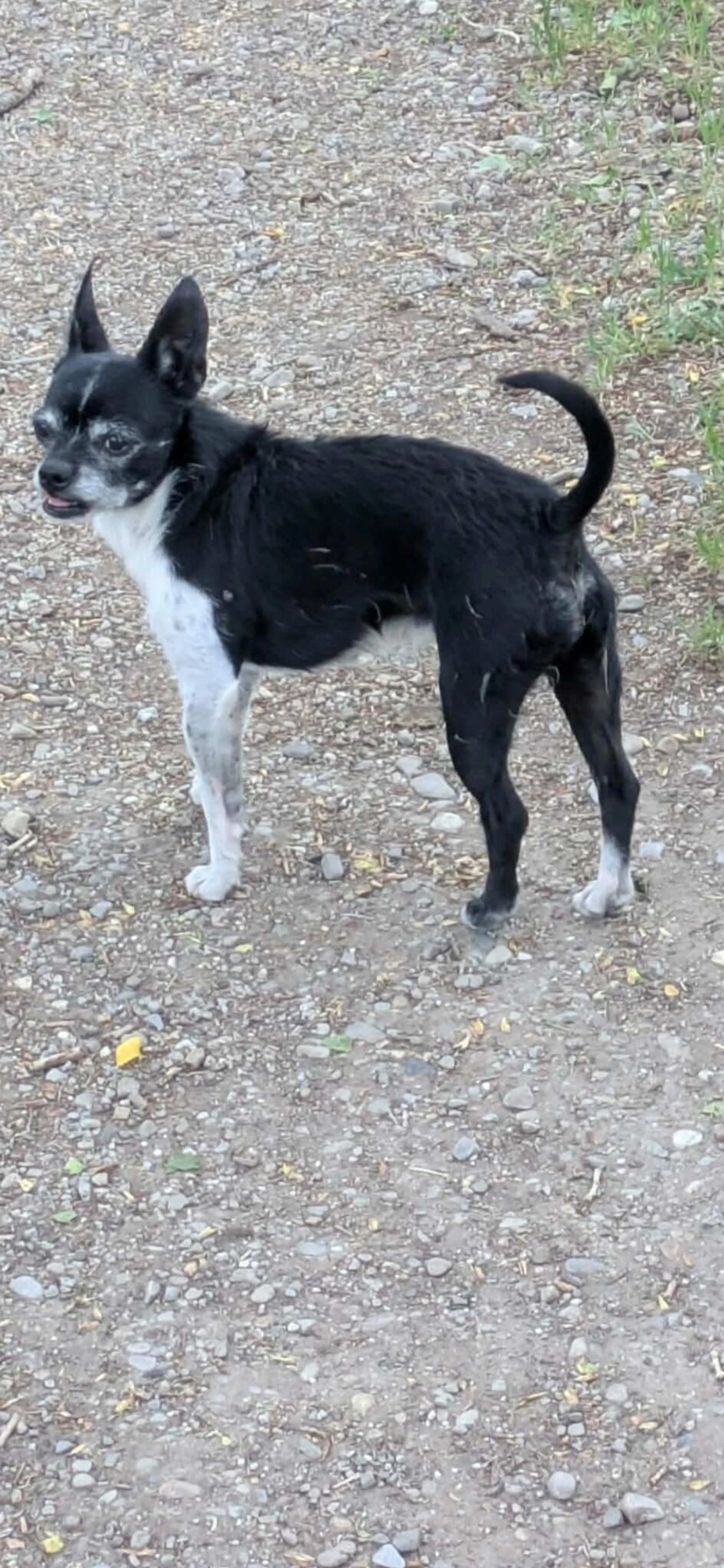 Found pet