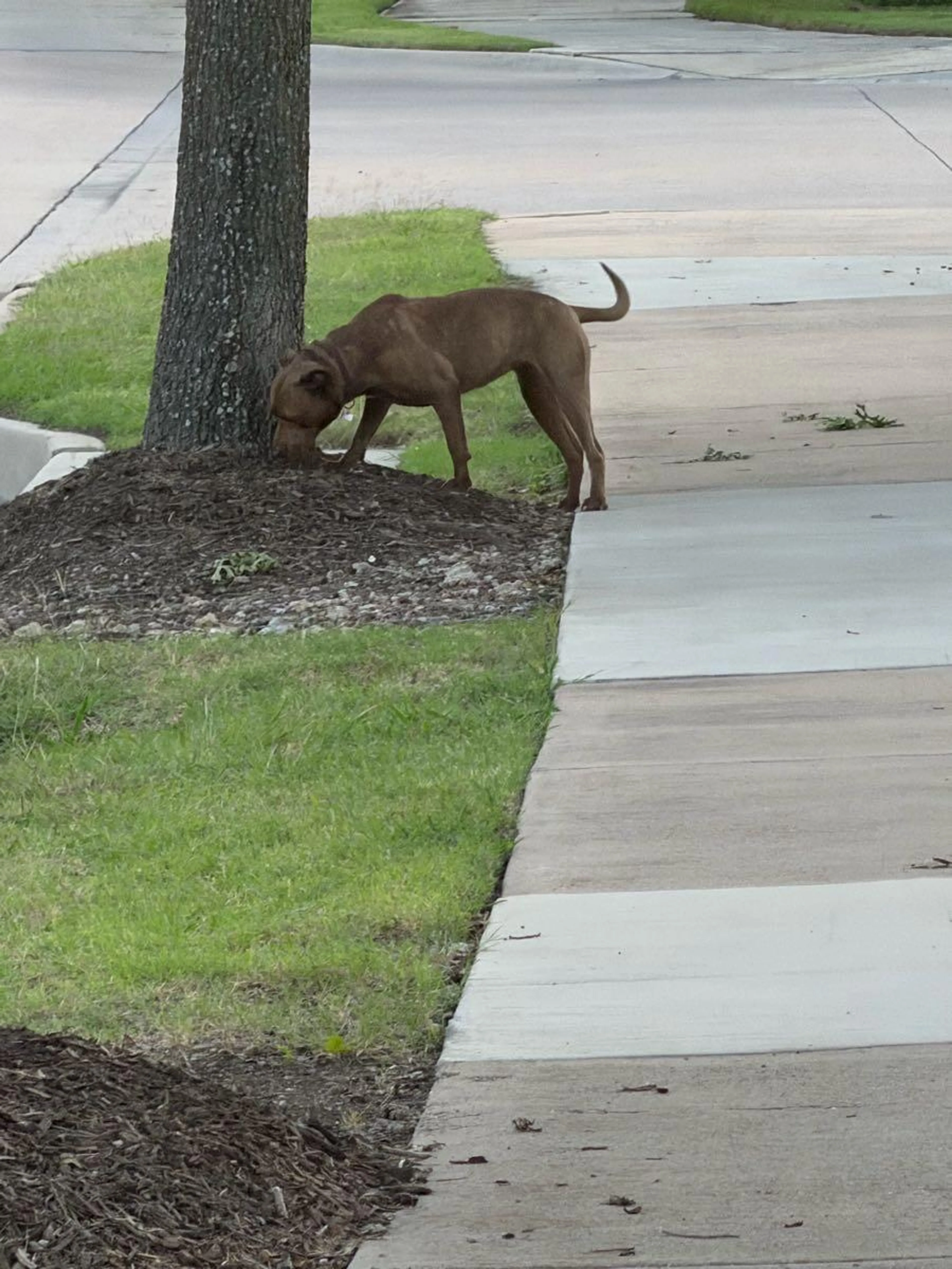Found pet