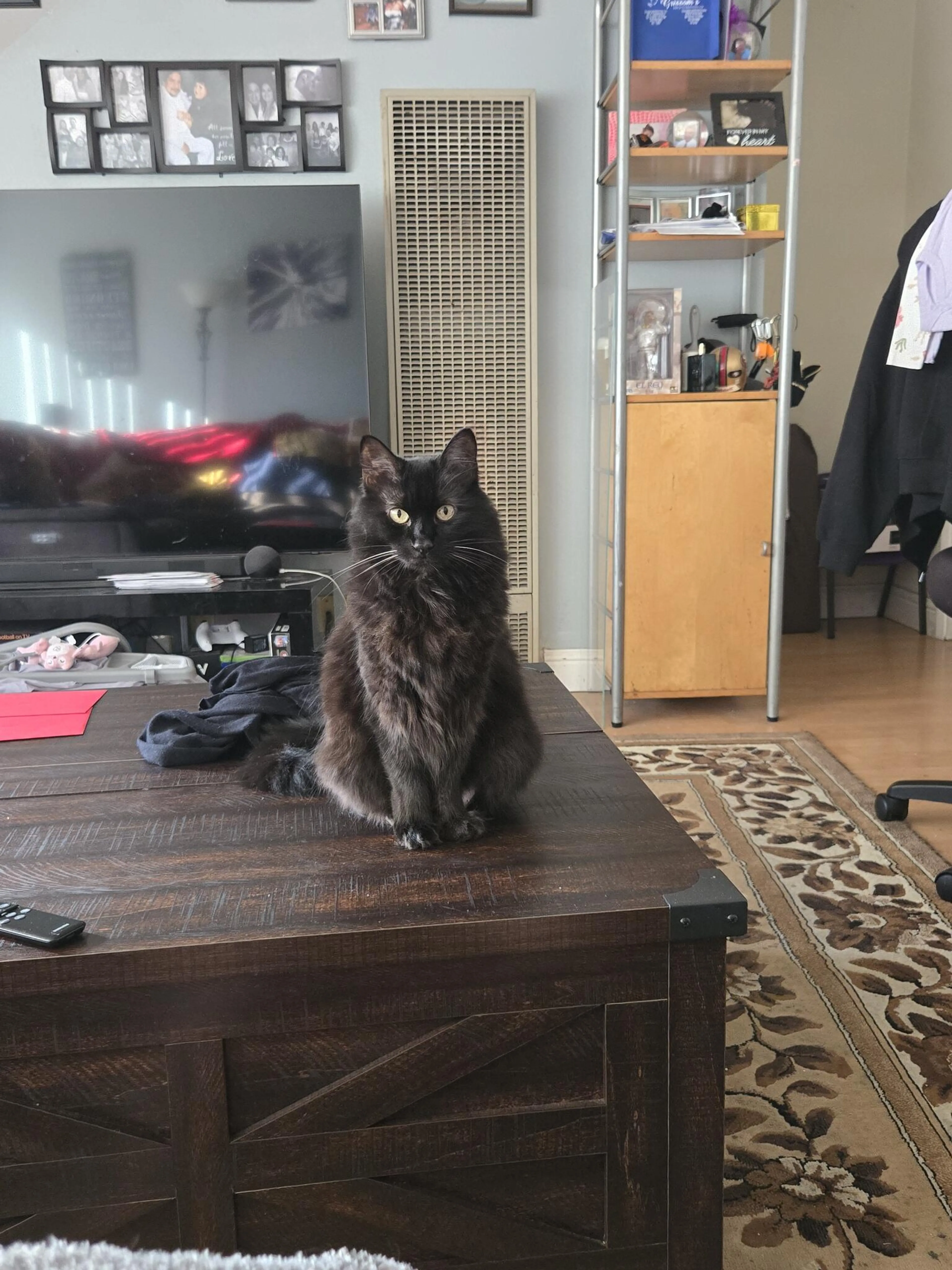 Lost pet