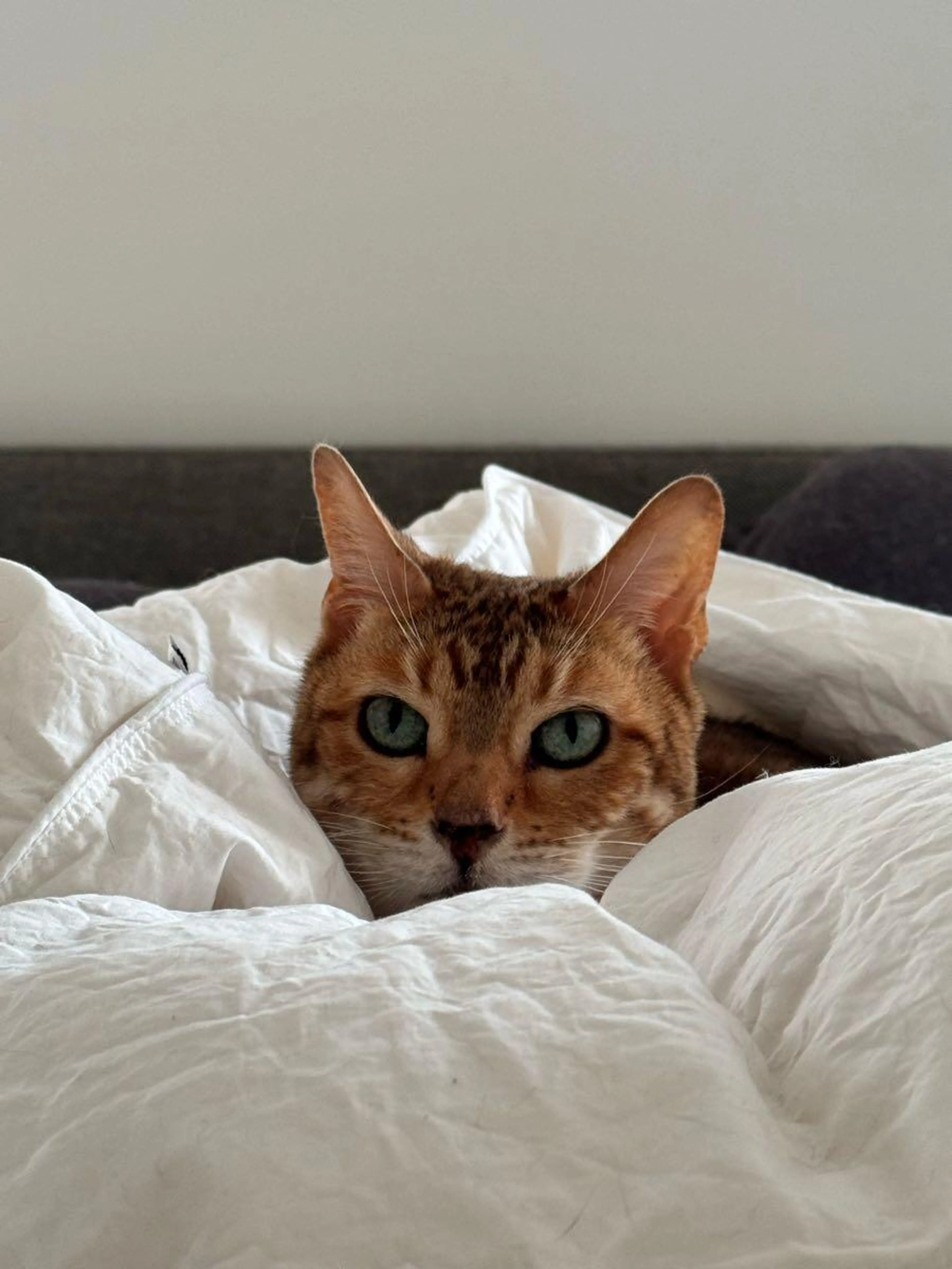 Lost pet