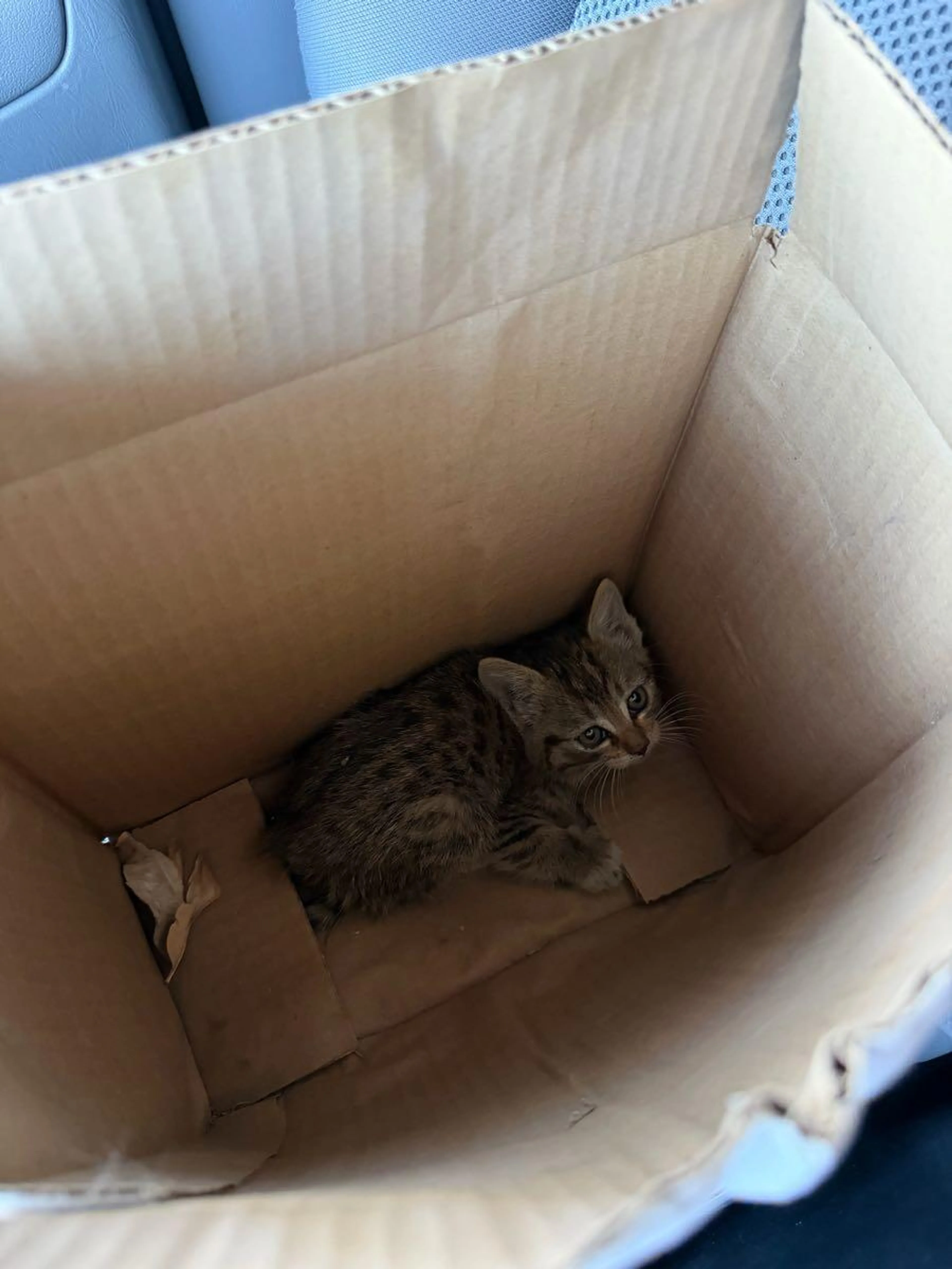 Found pet