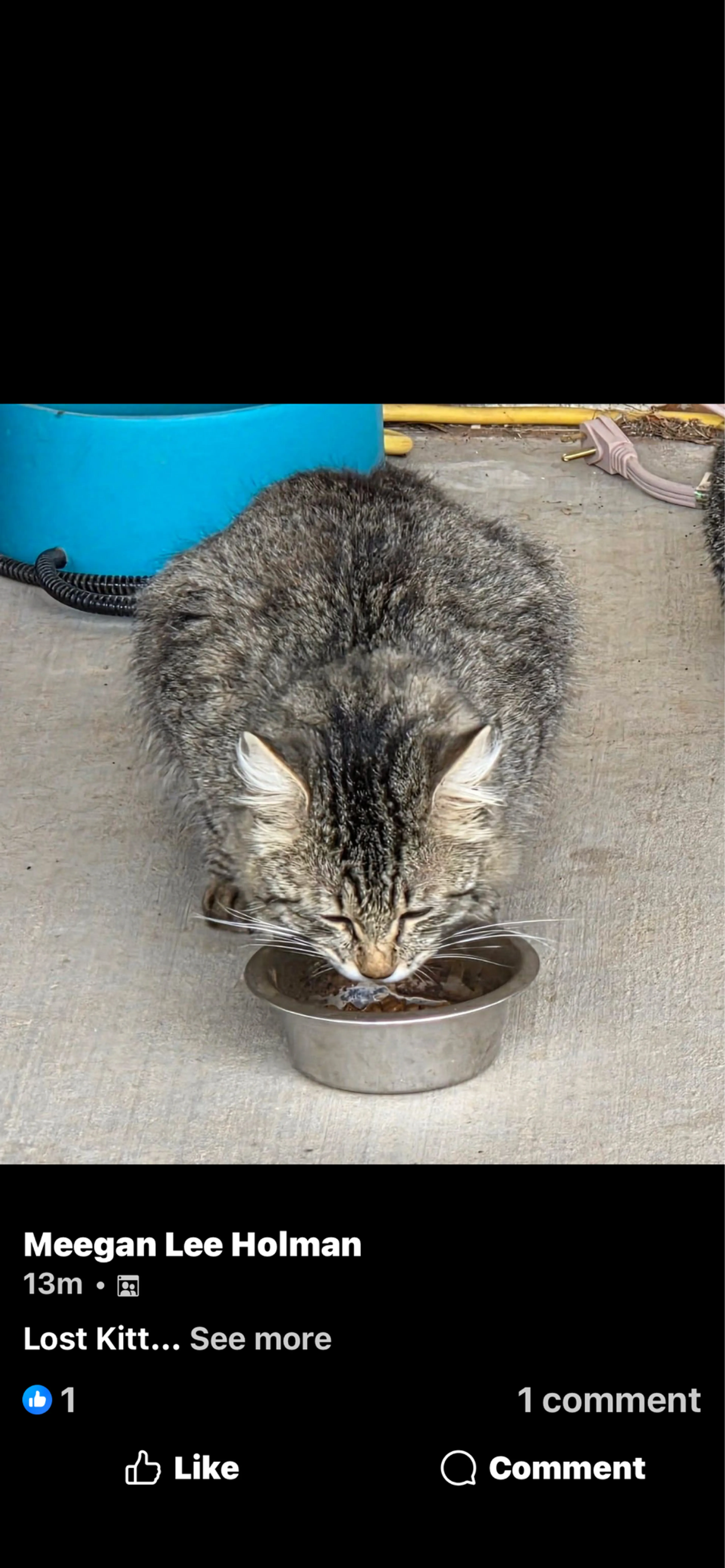 Lost pet