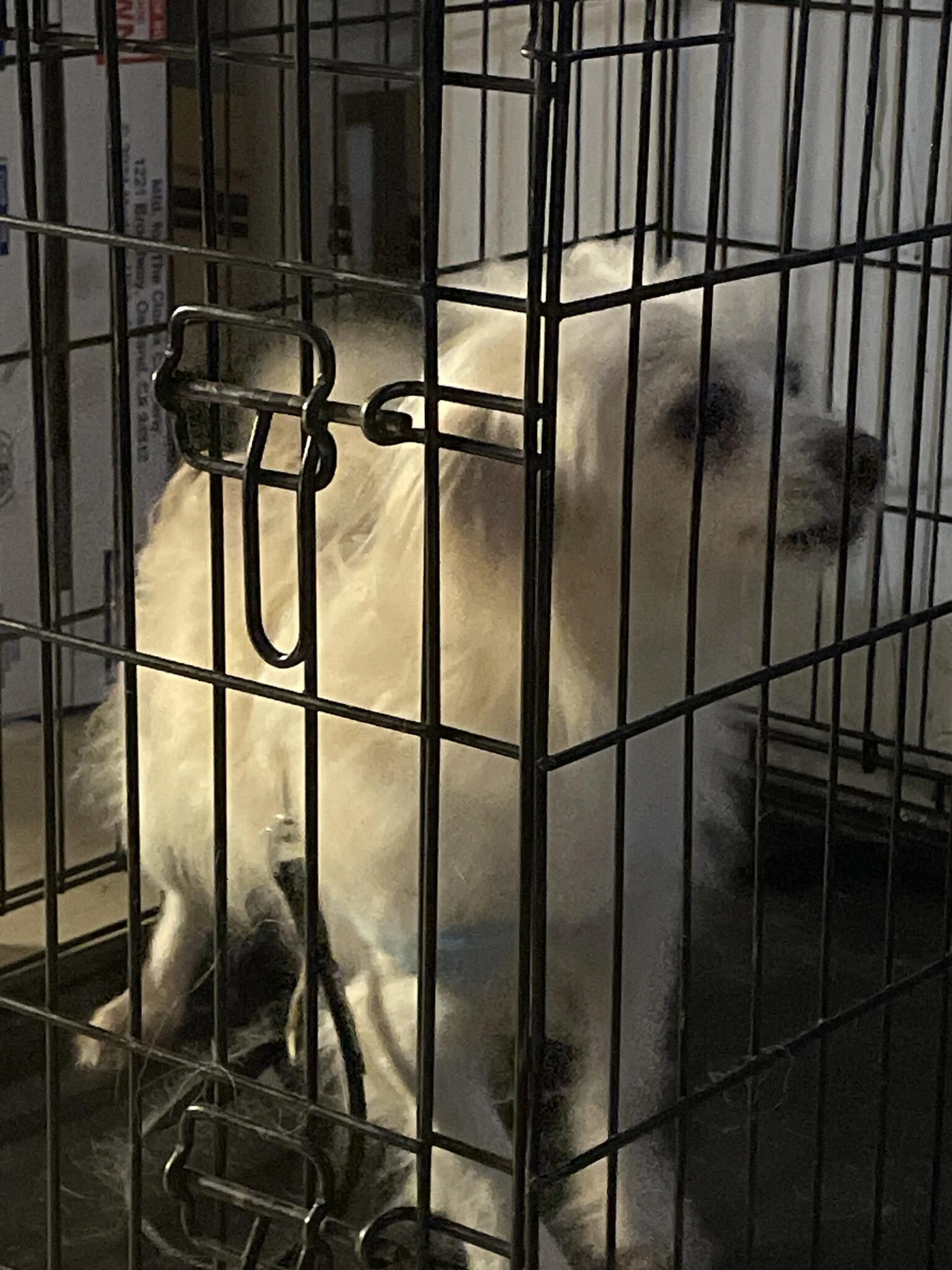 Found pet