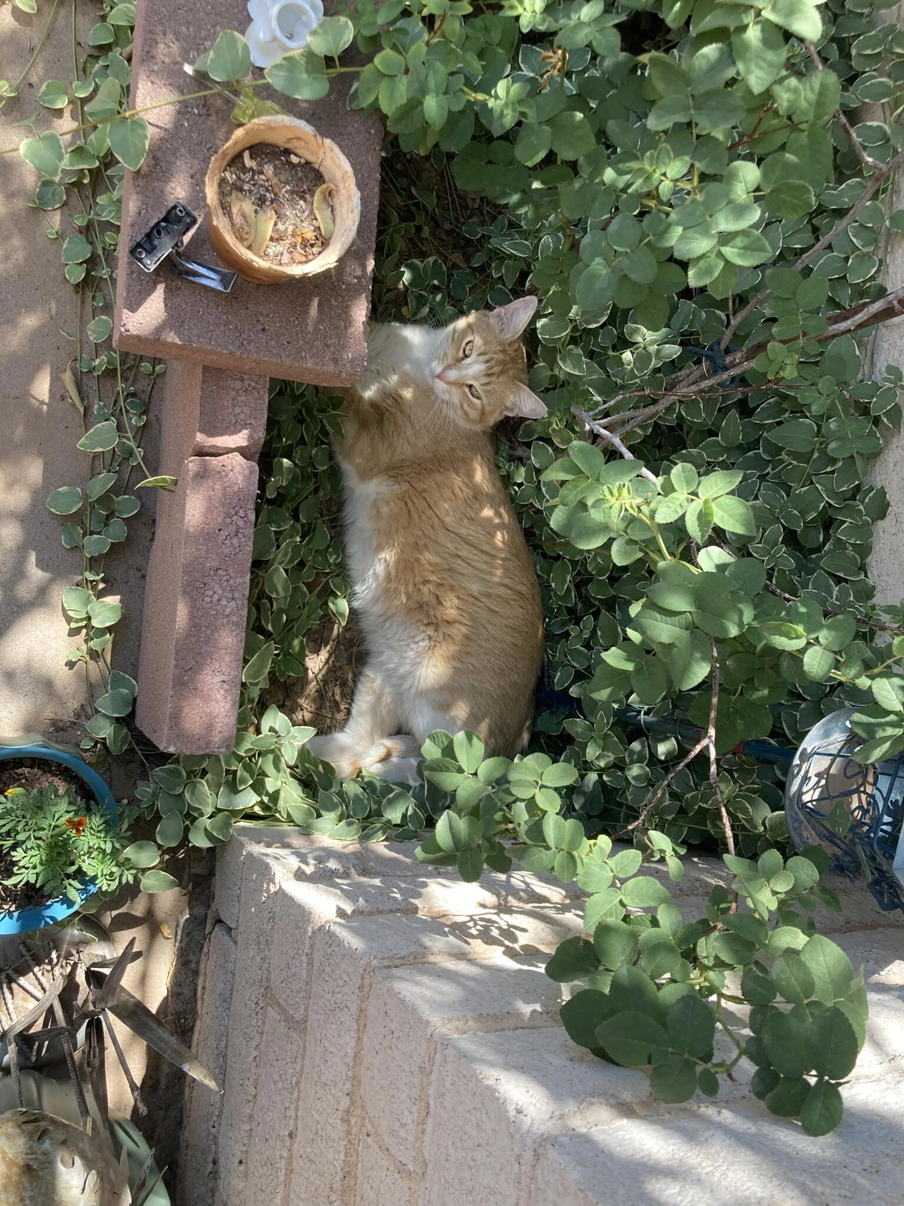 Lost pet