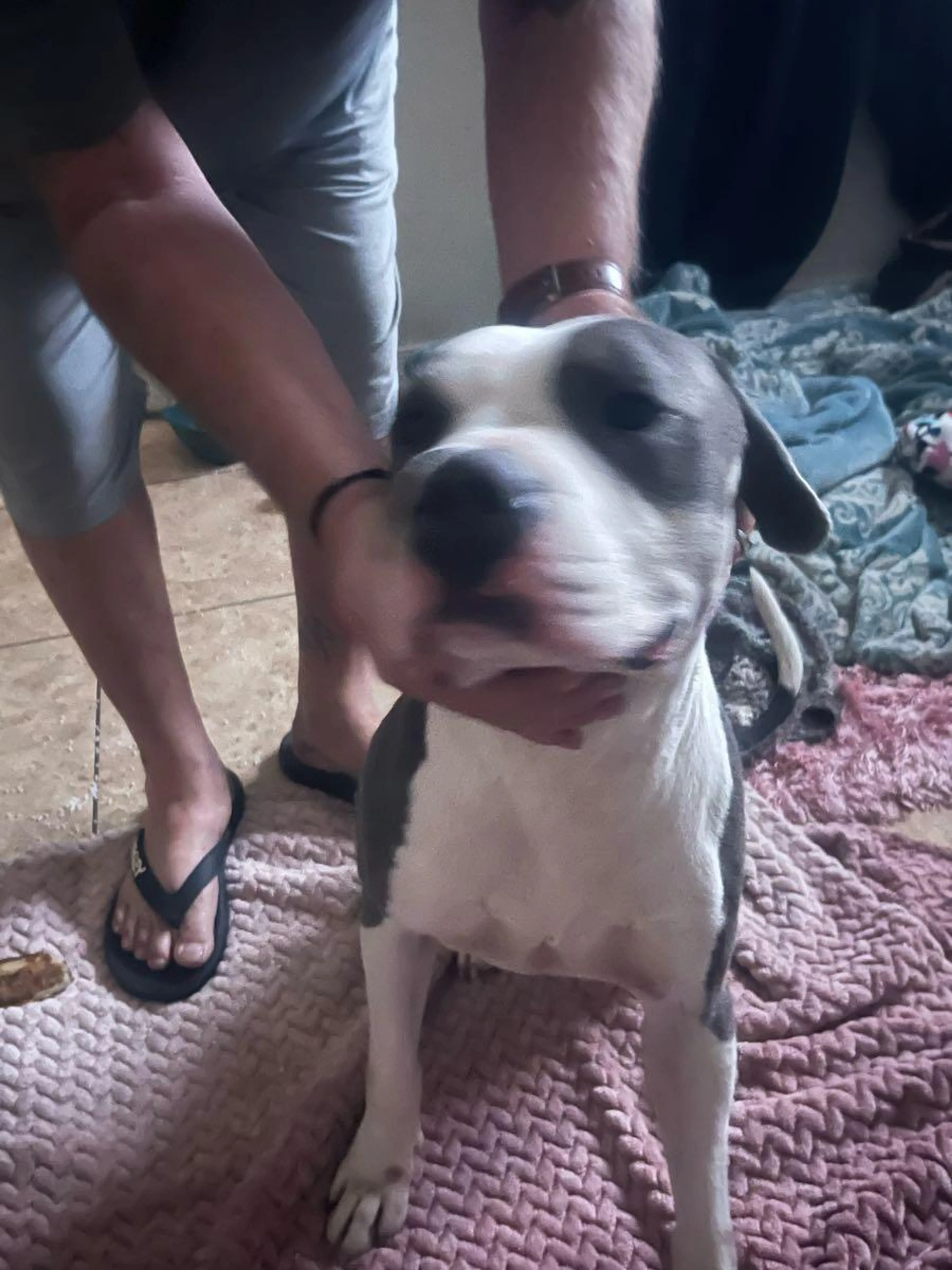 Found pet