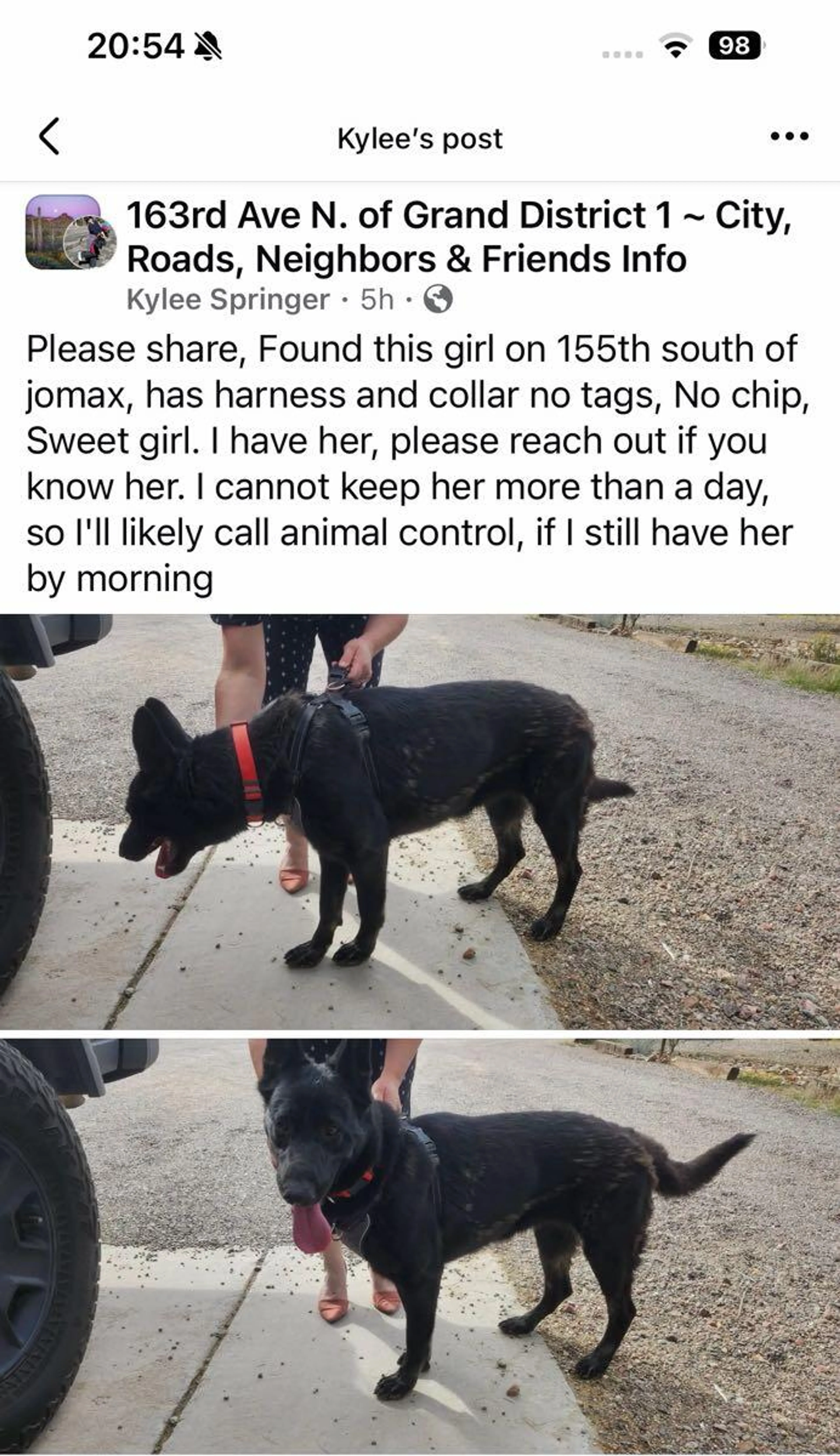 Found pet