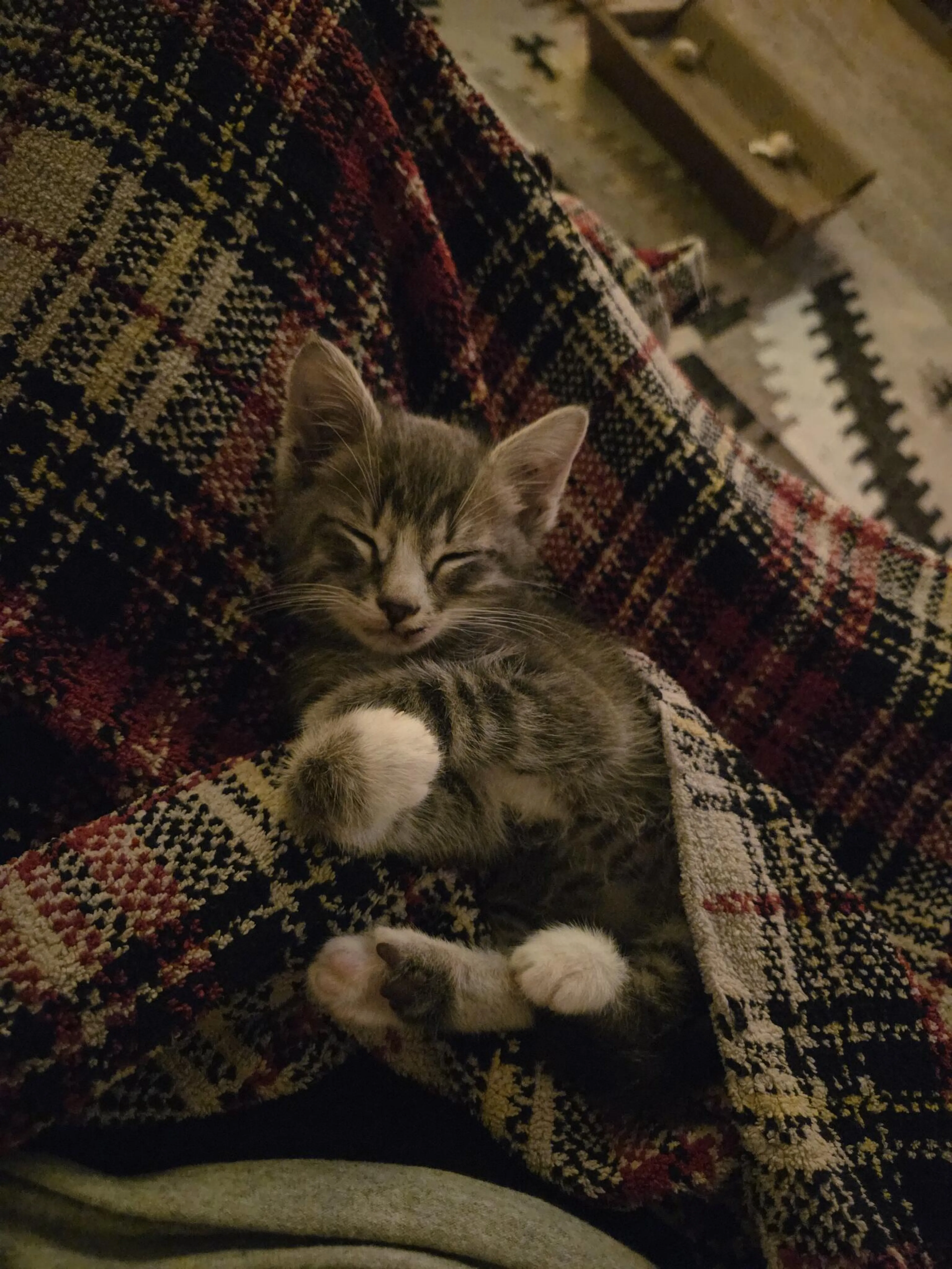 Found pet