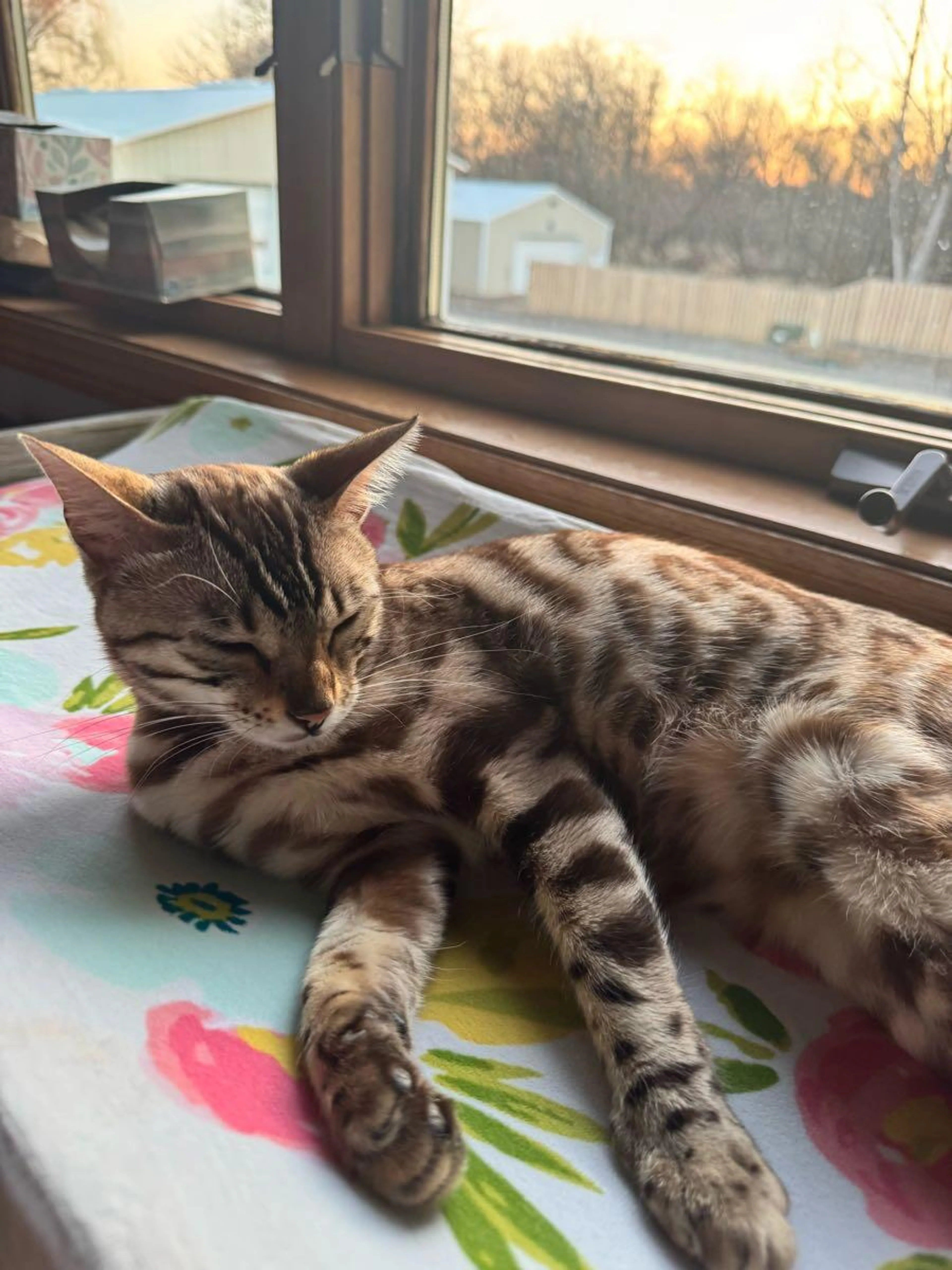 Lost pet