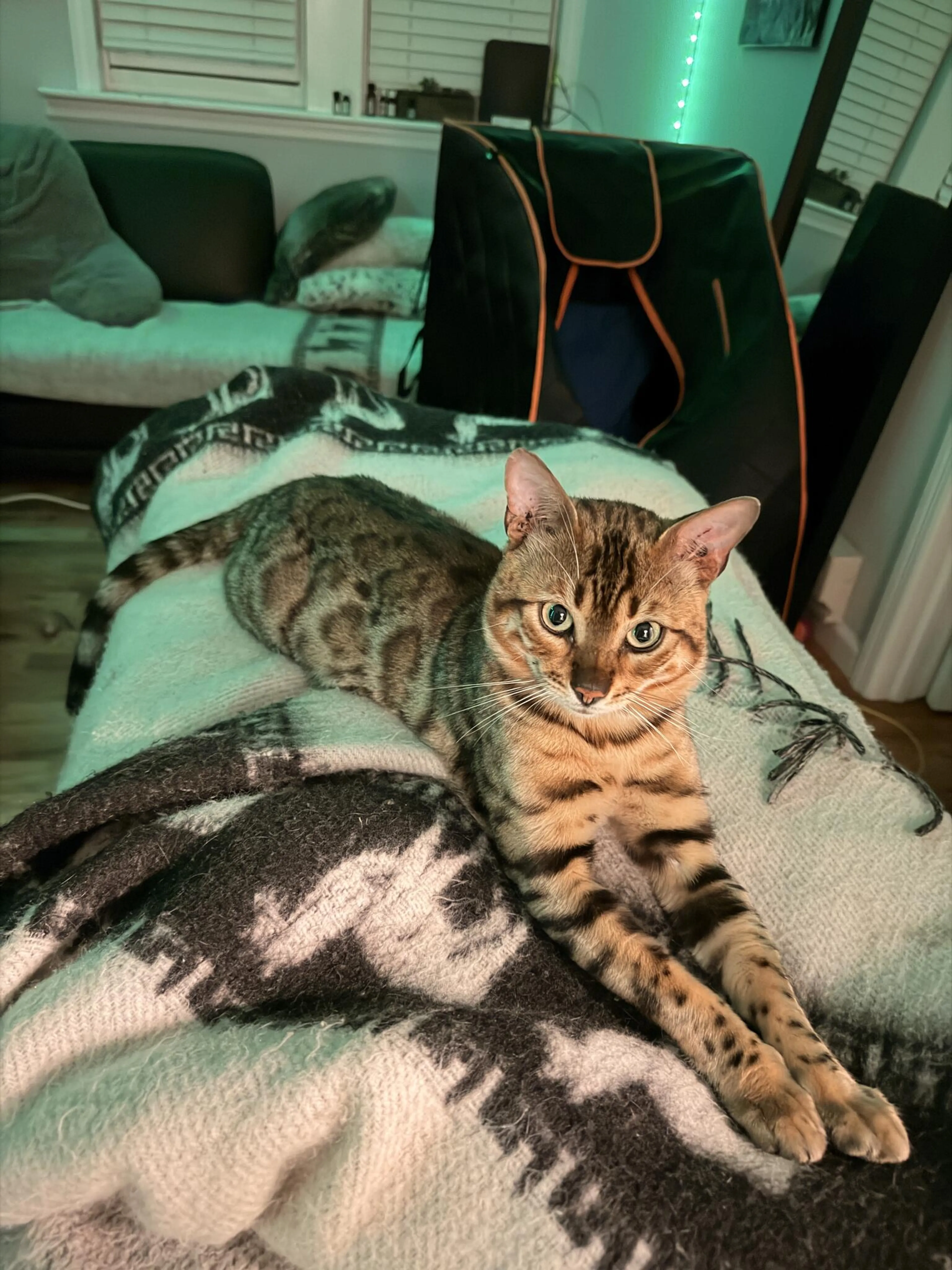 Lost pet