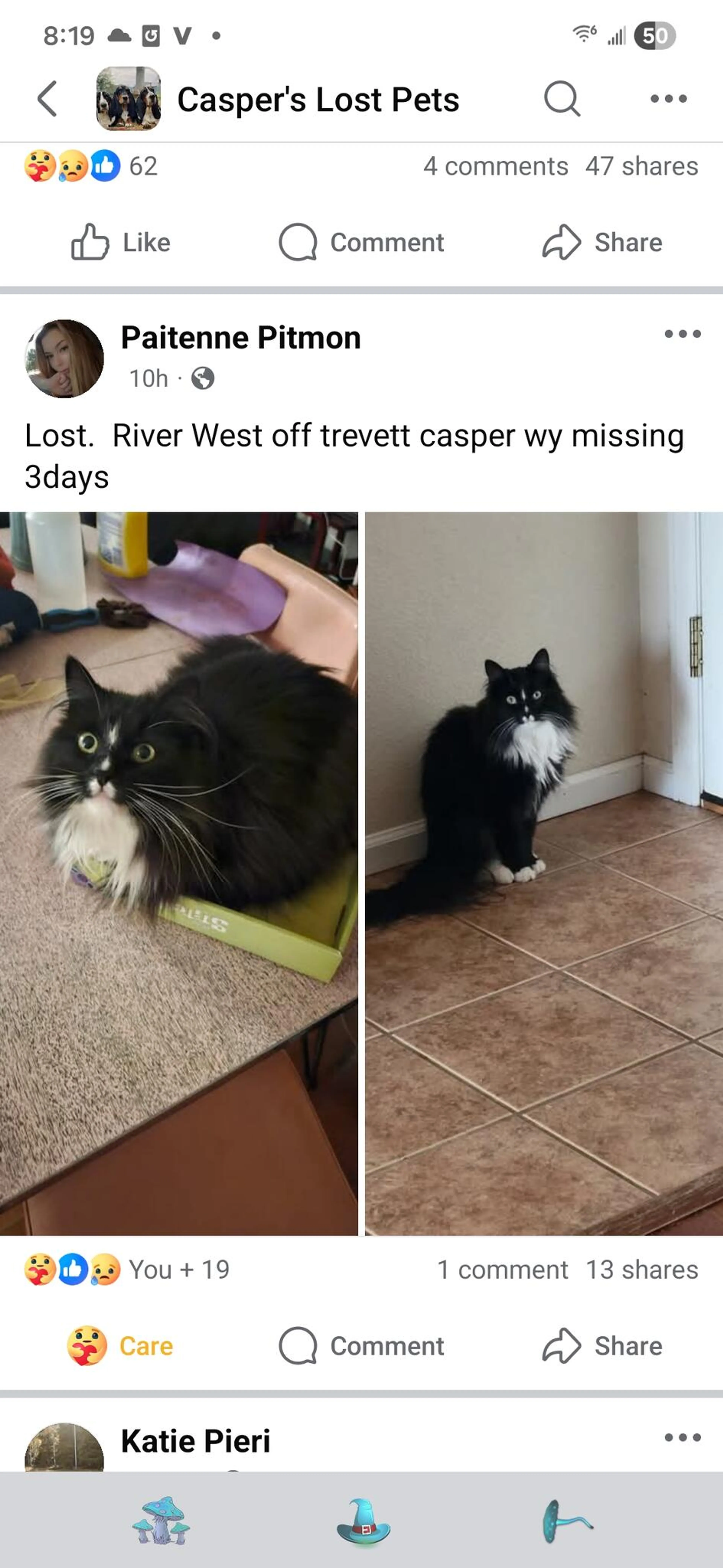 Lost pet