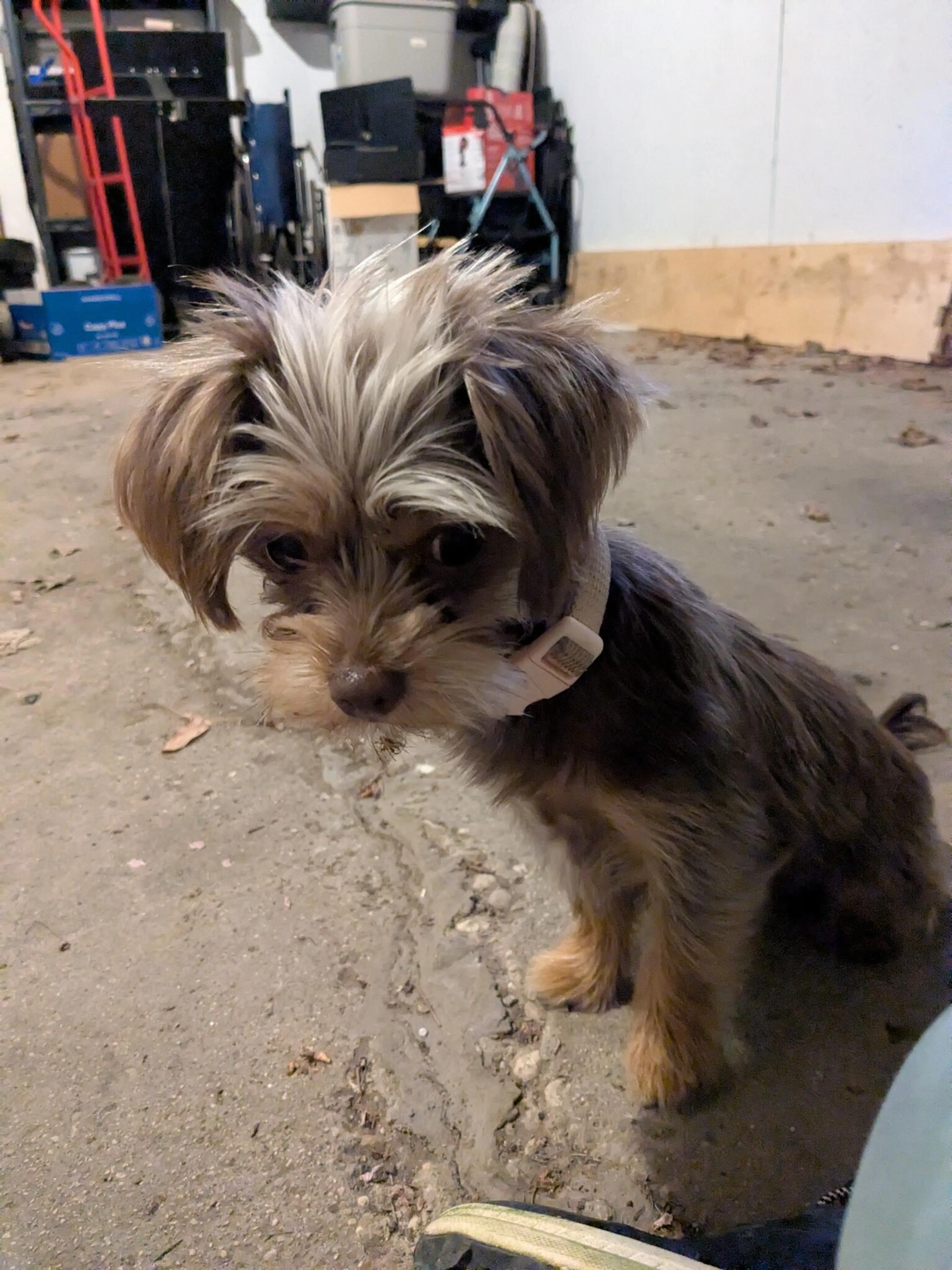 Found pet