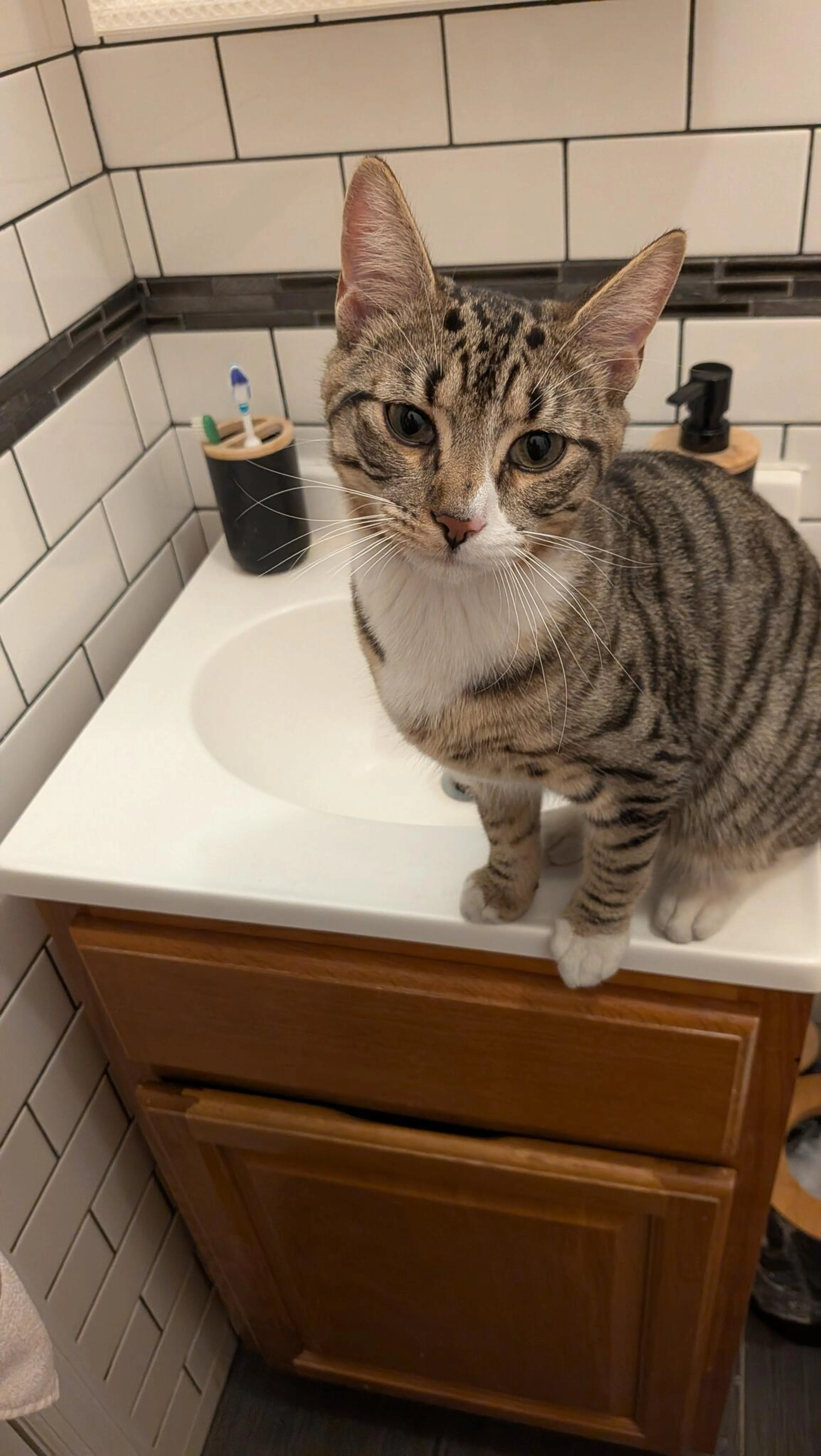Found pet